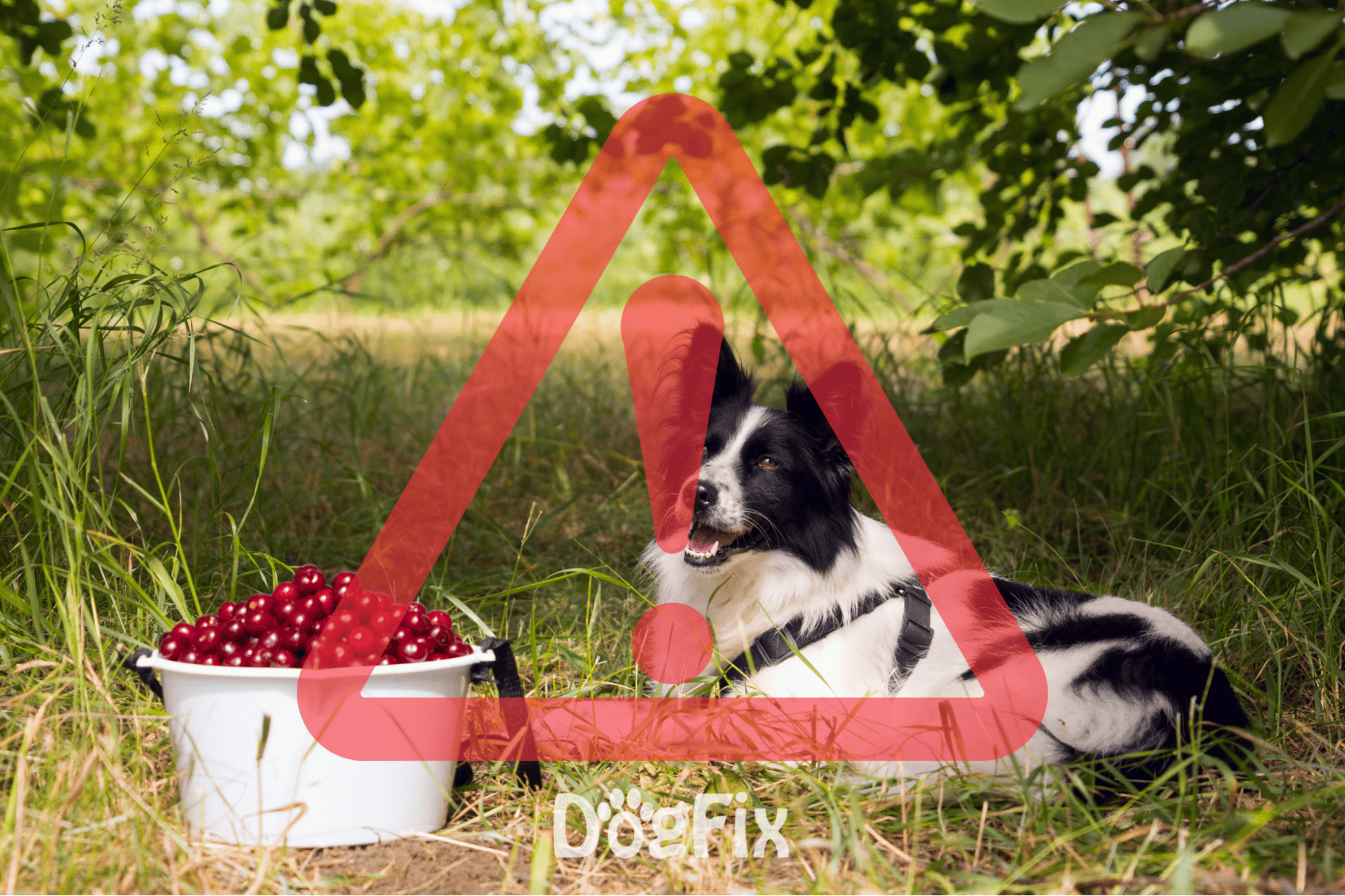 Adorable dog resting with cherries in the woods, caution advised for dog health and safety in outdoor environments.