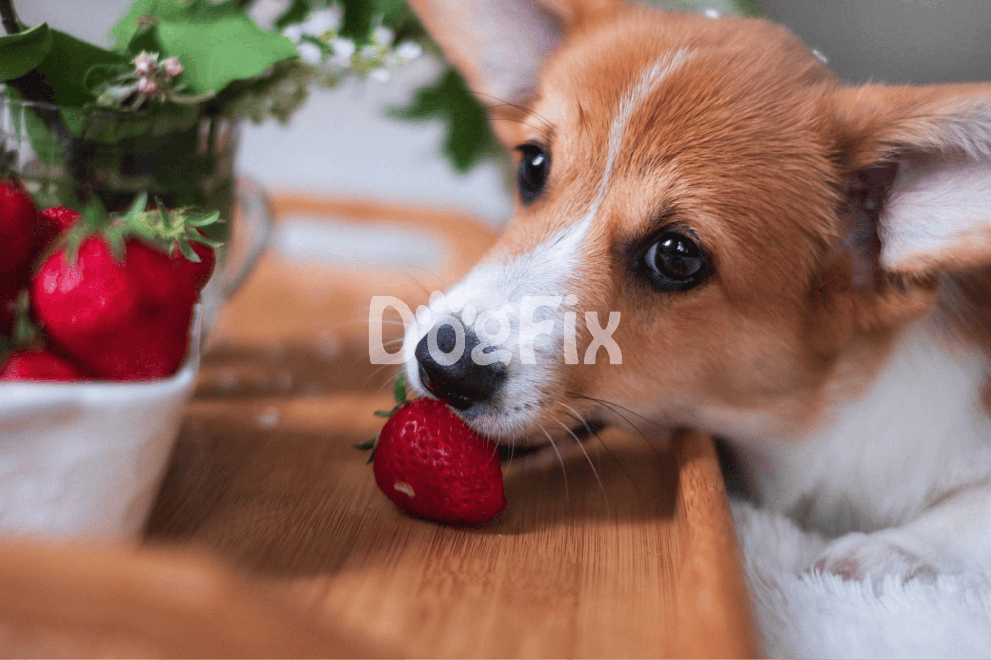 Close-up of adorable puppy chewing strawberry, healthy dog nutrition, playful pet care, fruit for dogs.