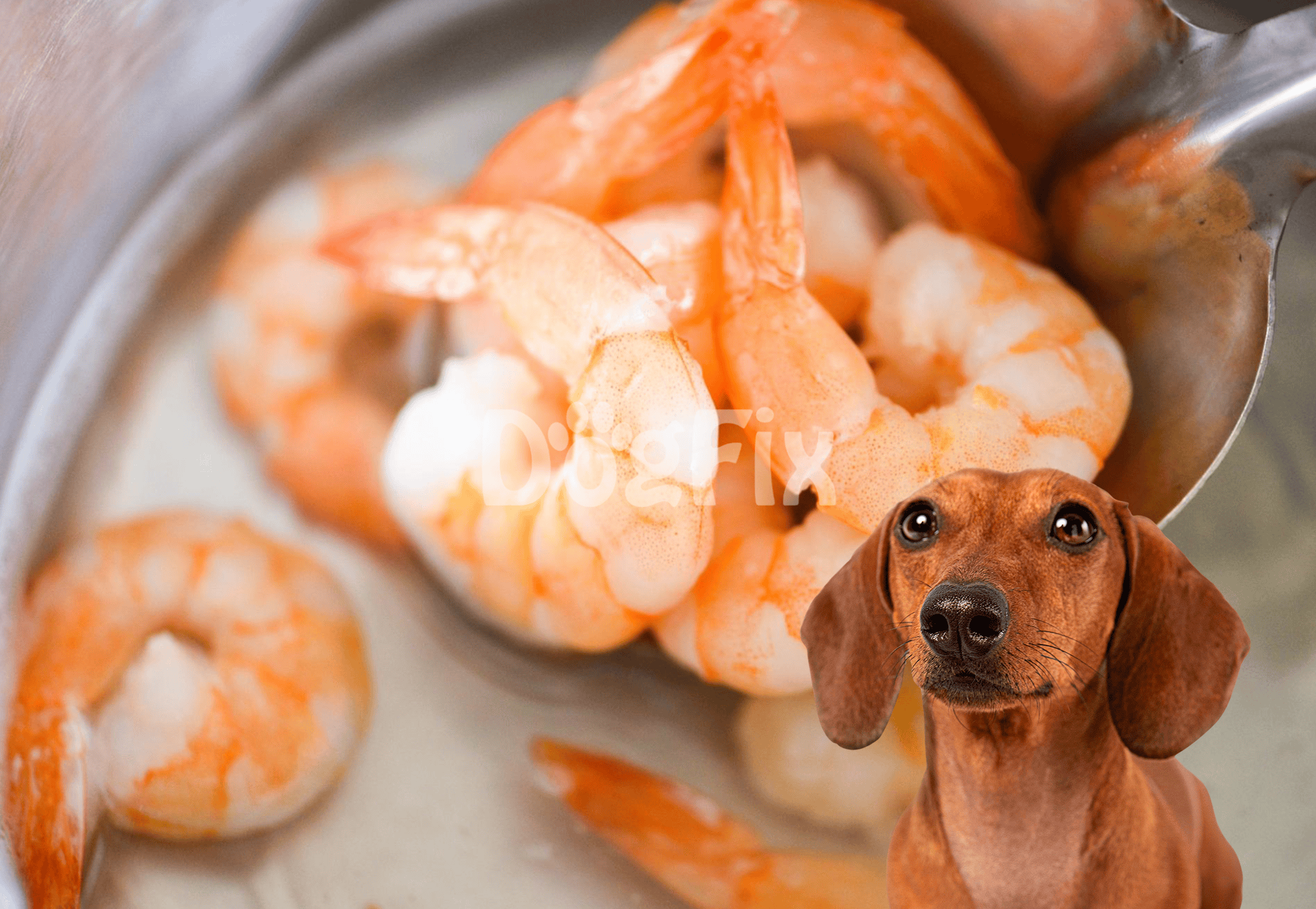 Delicious fresh shrimp for dog food, promoting healthy eating and pet nutrition at Dogfix.com.