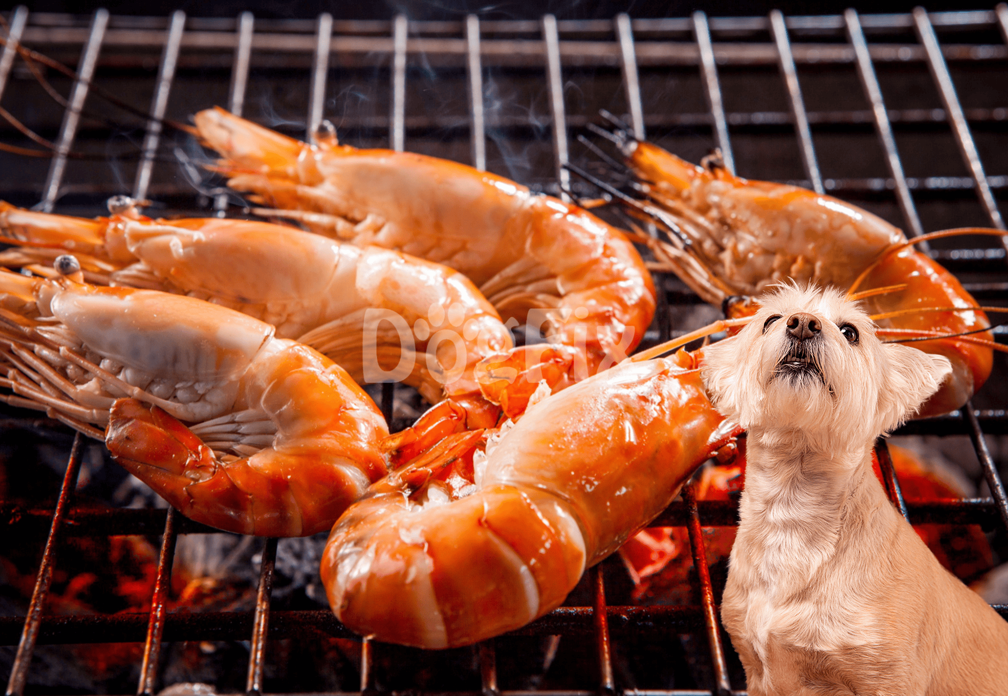 Delicious grilled shrimp cooking on outdoor barbeque grill with adorable dog looking up.