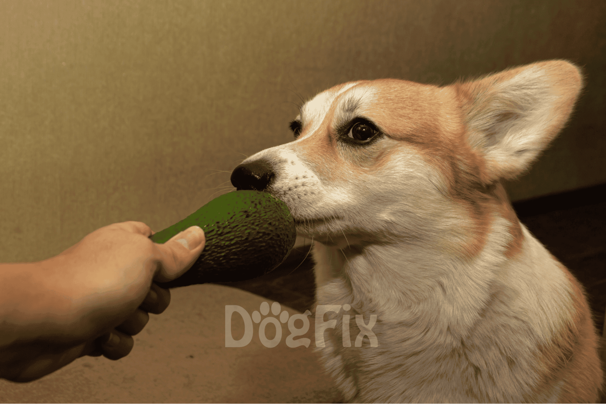 Close-up of a dog sniffing and eating a fresh avocado for natural pet nutrition.