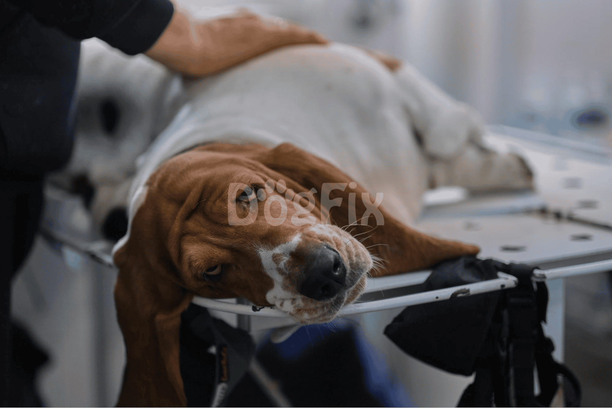 Dog on examination table at vet clinic, receiving care and comfort.
