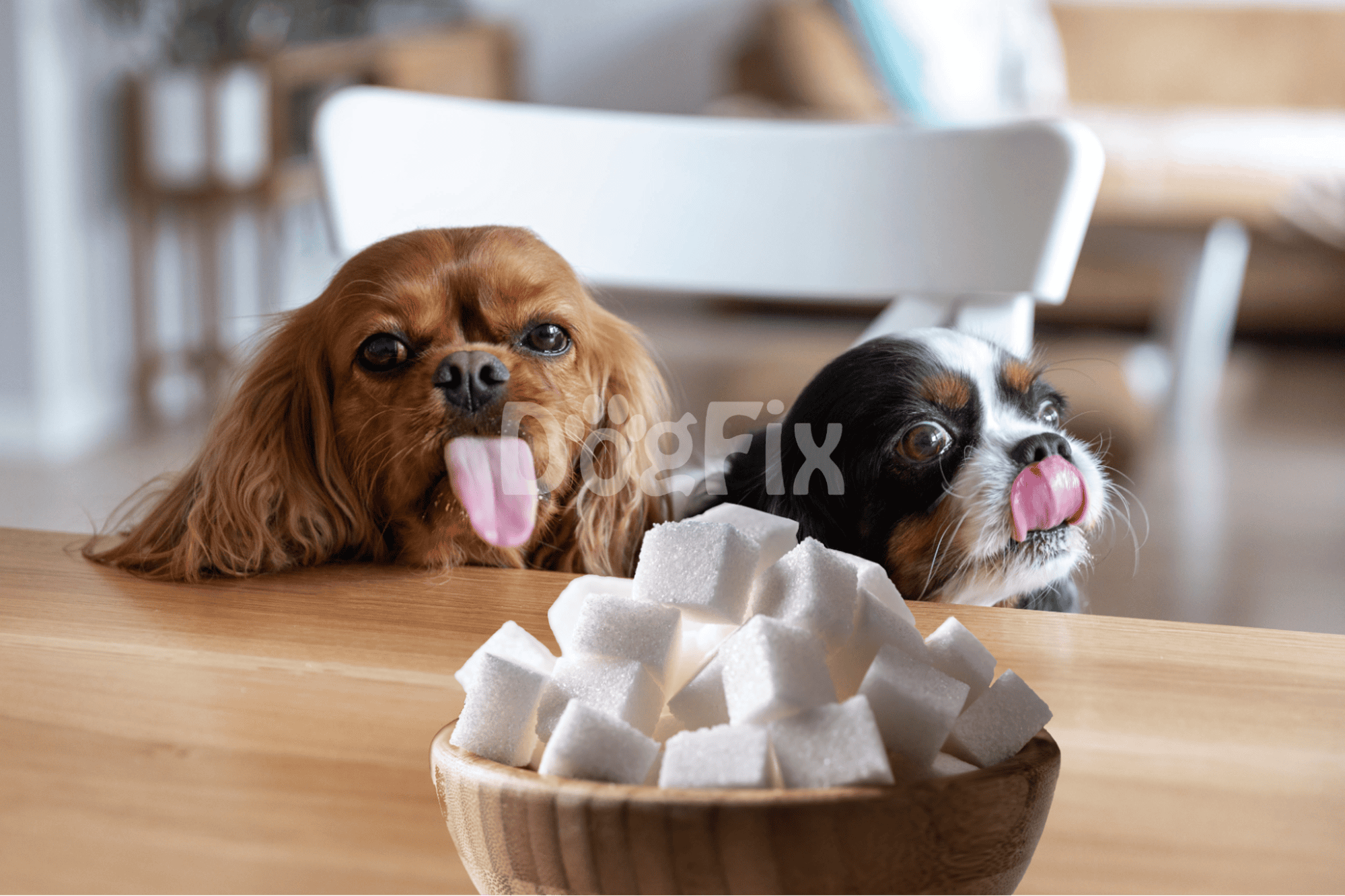 Cute dogs with sugar cubes.