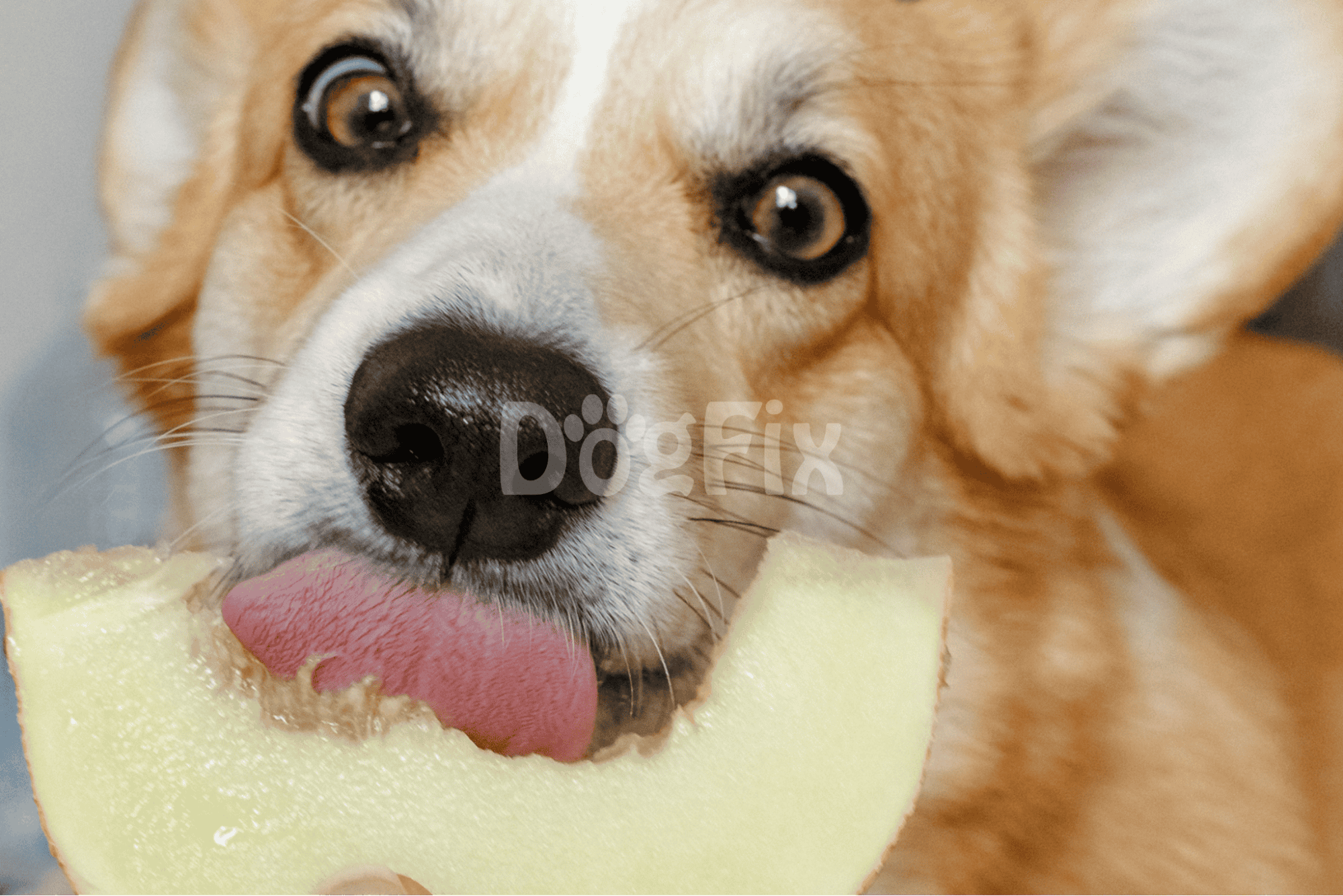 Close-up of adorable dog with tongue out eating fresh melon.