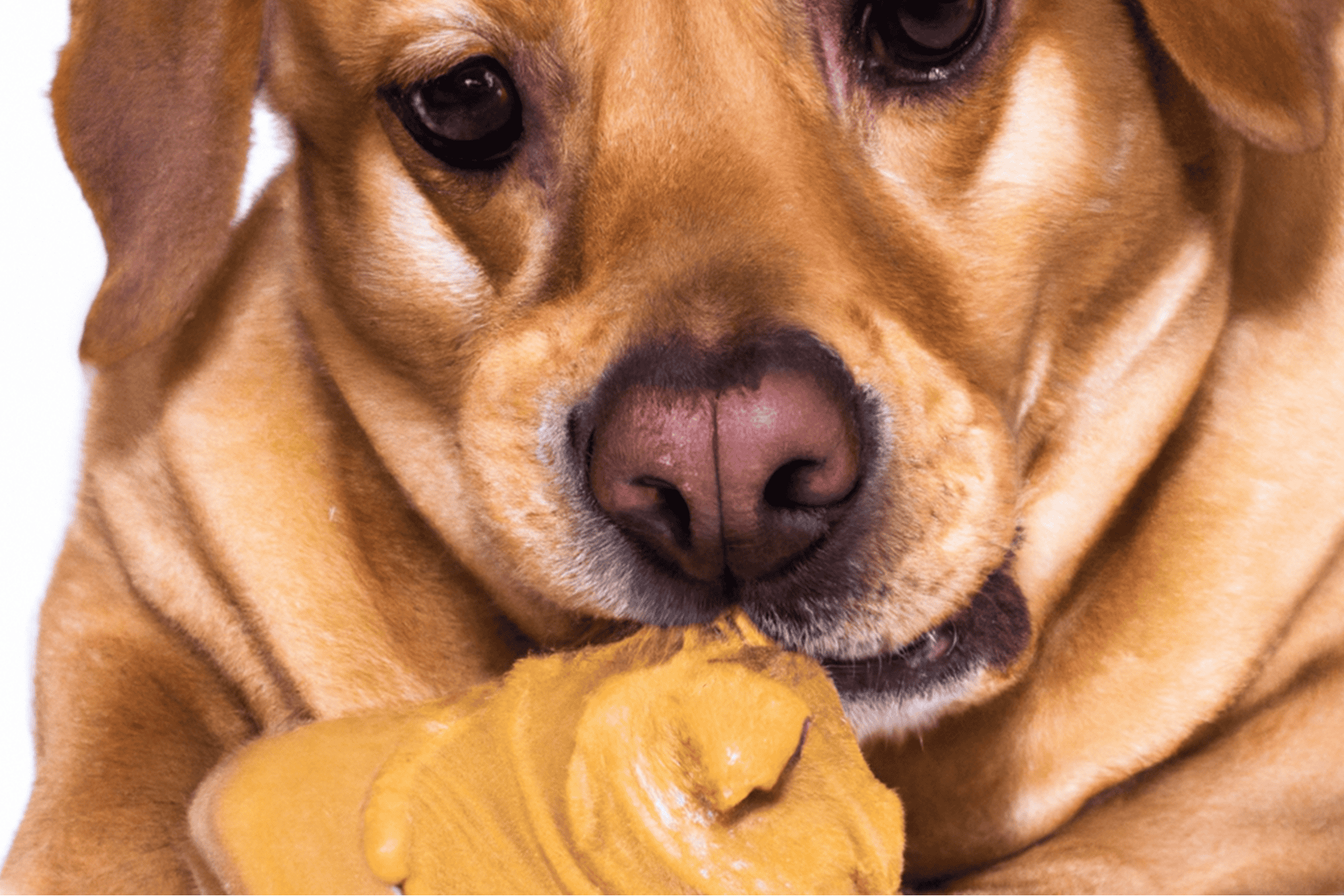 Close-up of a playful dog with a toy, emphasizing animal enrichment and pet wellness.