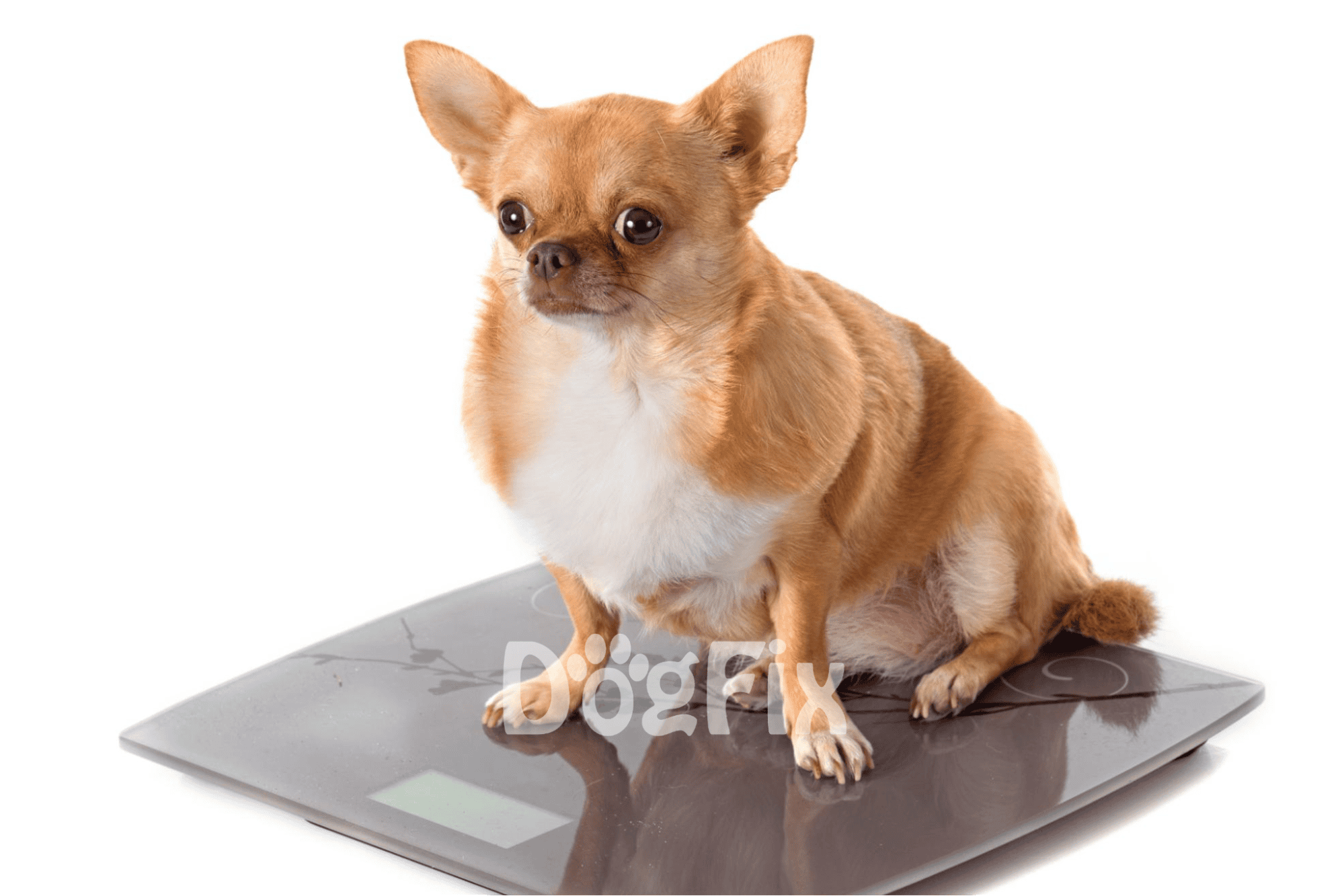 Dogweight management for small breeds. Accurate and easy-to-use digital pet scales.