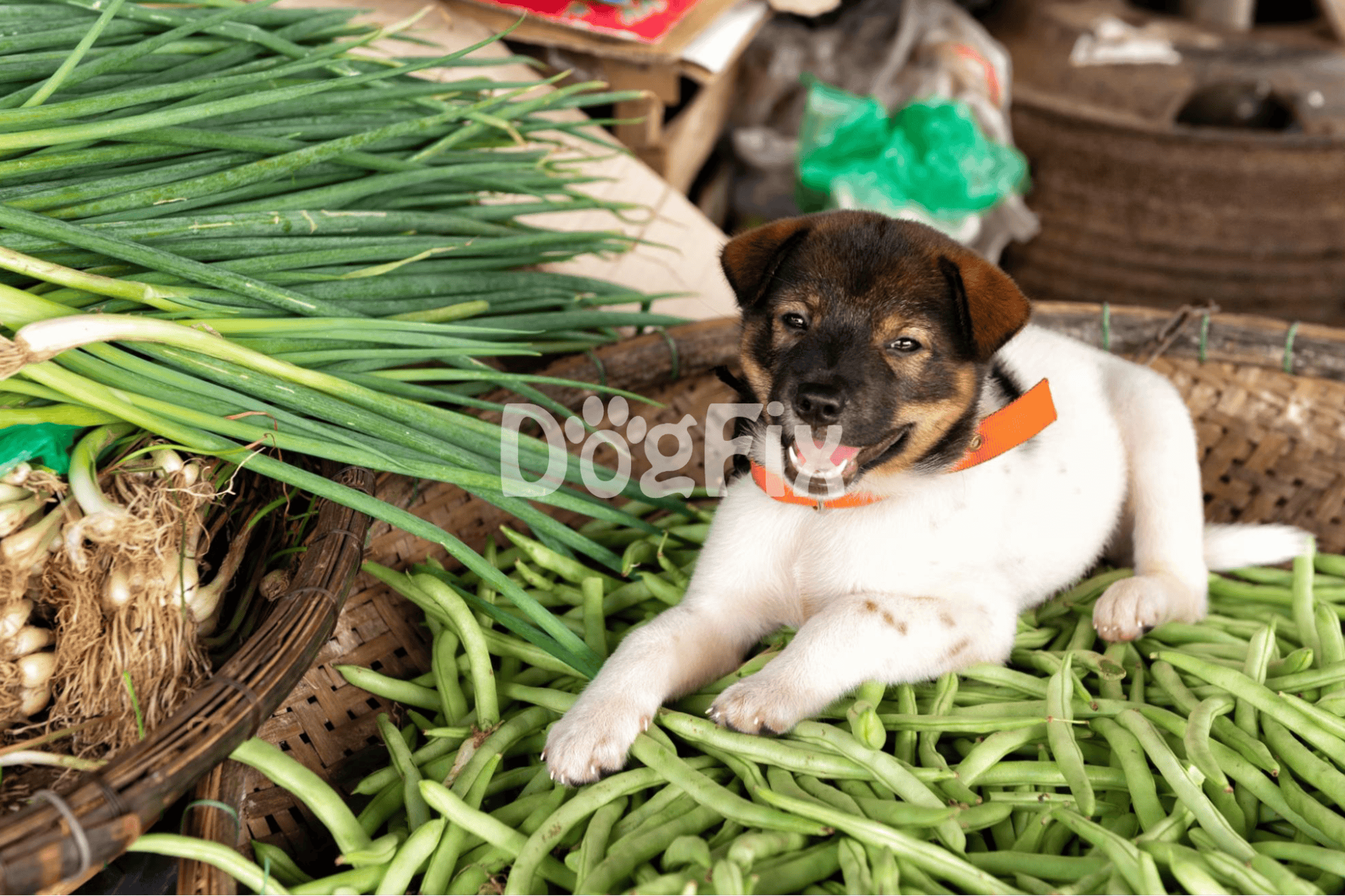 Cute puppy lying on green onions, family-owned produce shopping scene.