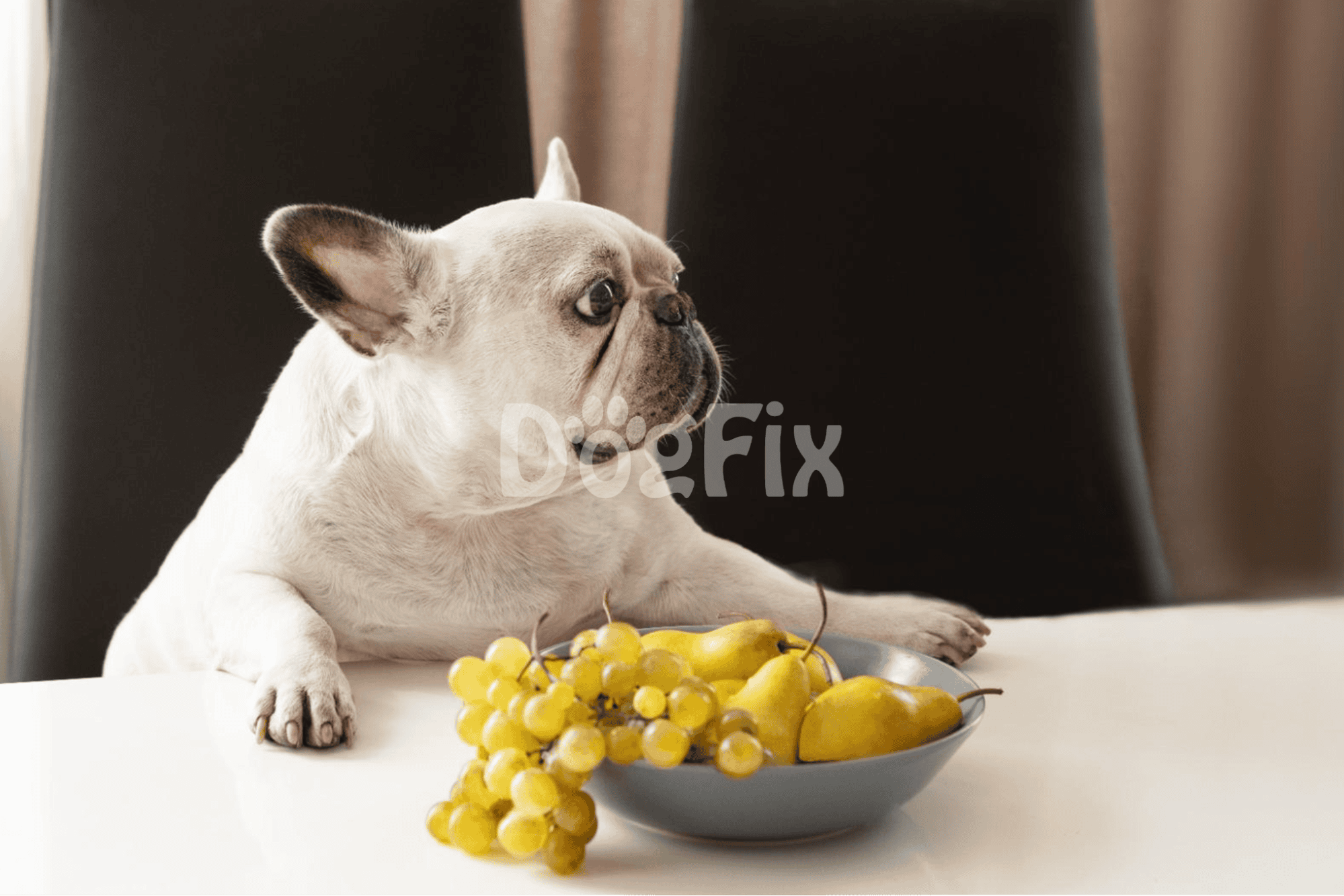 Dogfix.com - Healthy dog food and nutrition solutions.