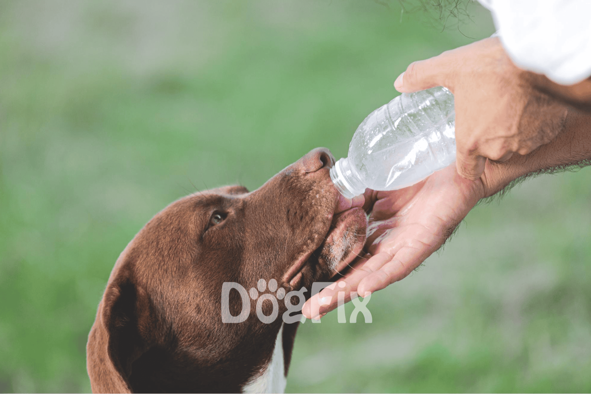 Dog drinking water from a bottle, hydration, outdoor activity, pet care, healthy dog.
