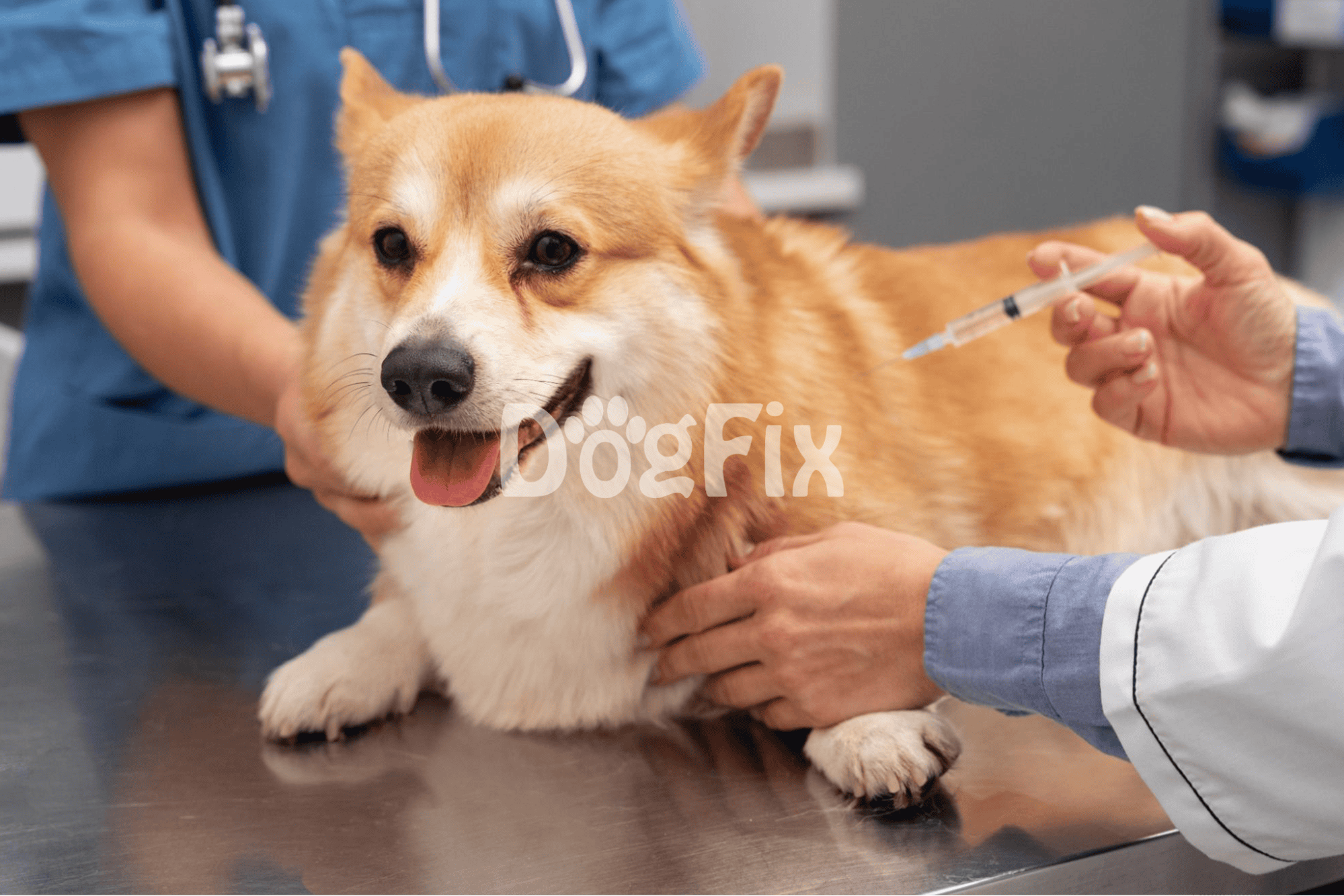 Dog receiving vaccination at clinic.