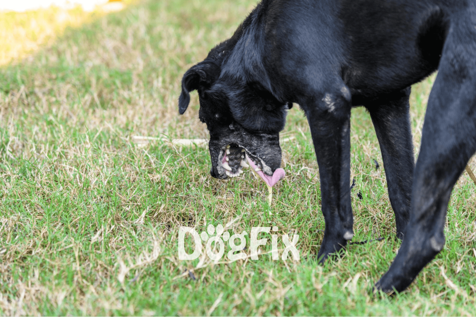 Dog licking grass in a field for healthy digestion and outdoor fun.