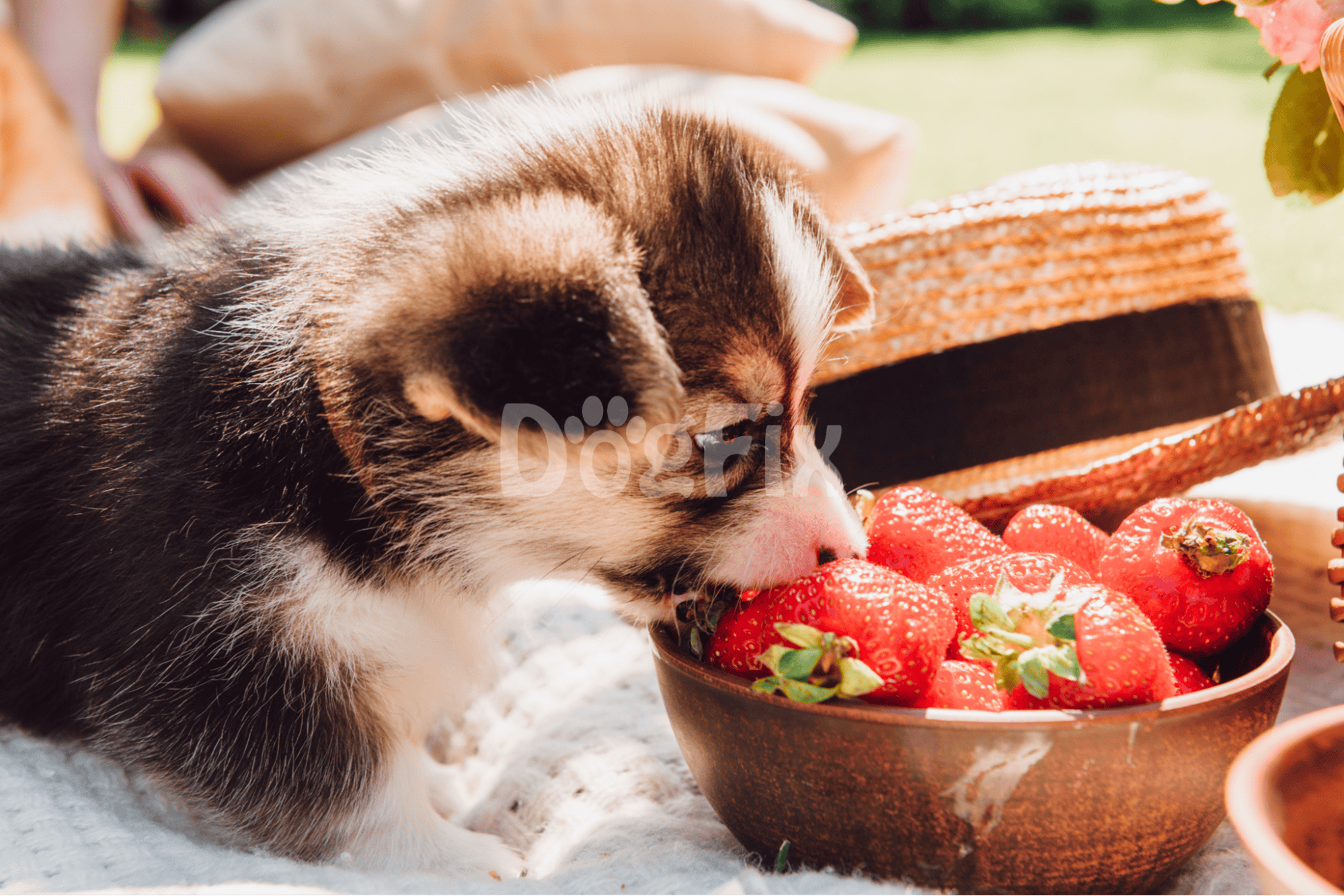 Adorable puppy nibbling strawberries, promoting healthy nutrition for dogs and pets at Dogfix.com.