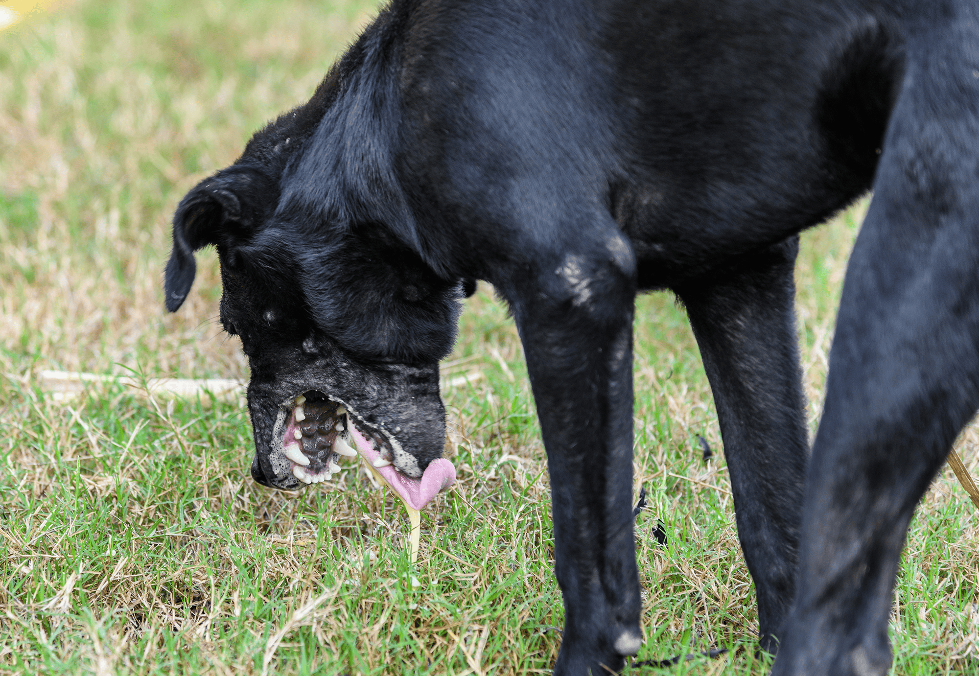 Dogfix.com, pet care, dog health and wellness, outdoor activity, healthy lifestyle for dogs.