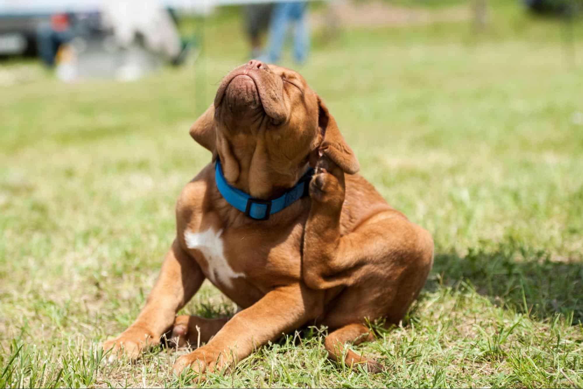Adorable brown puppy scratching its ear while sitting on grass.