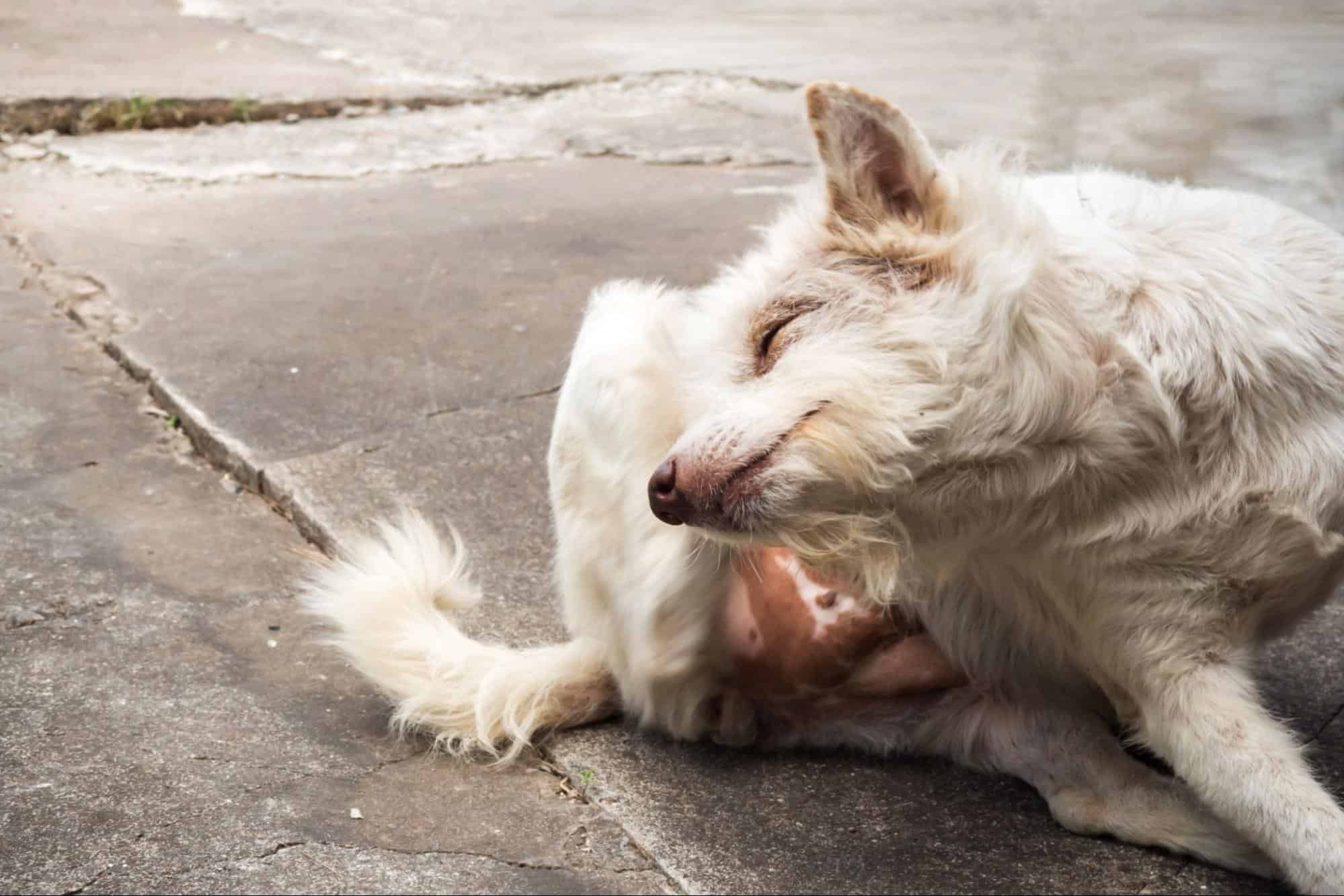 Happy dog relaxing on the ground.