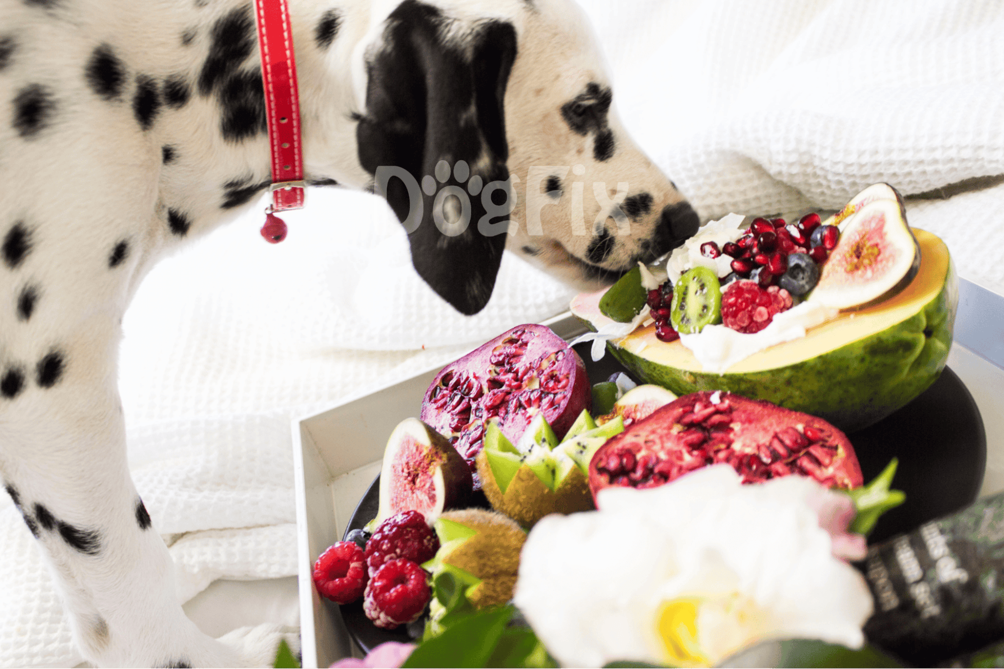 Adorable Dalmatian puppy sniffing fresh fruit bowl with watermelon, kiwi, figs, berries, and pomegranate.