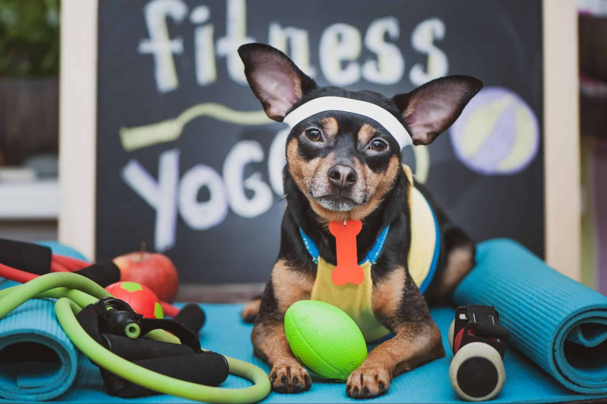 Adorable dog dressed as a fitness instructor with yoga mats and workout accessories, promoting canine wellness.