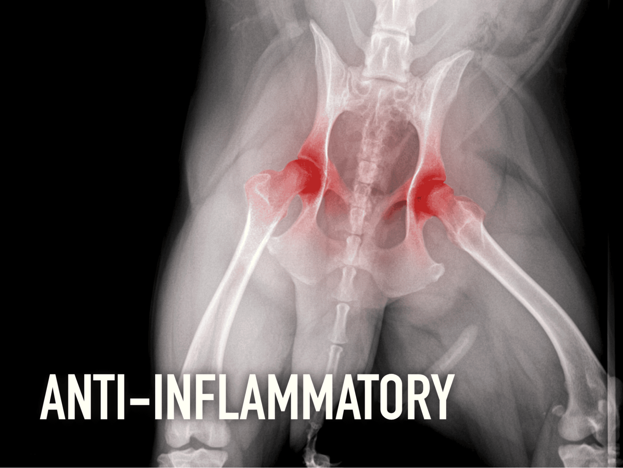 X-ray of dog hips showing inflammation and joint issues.
