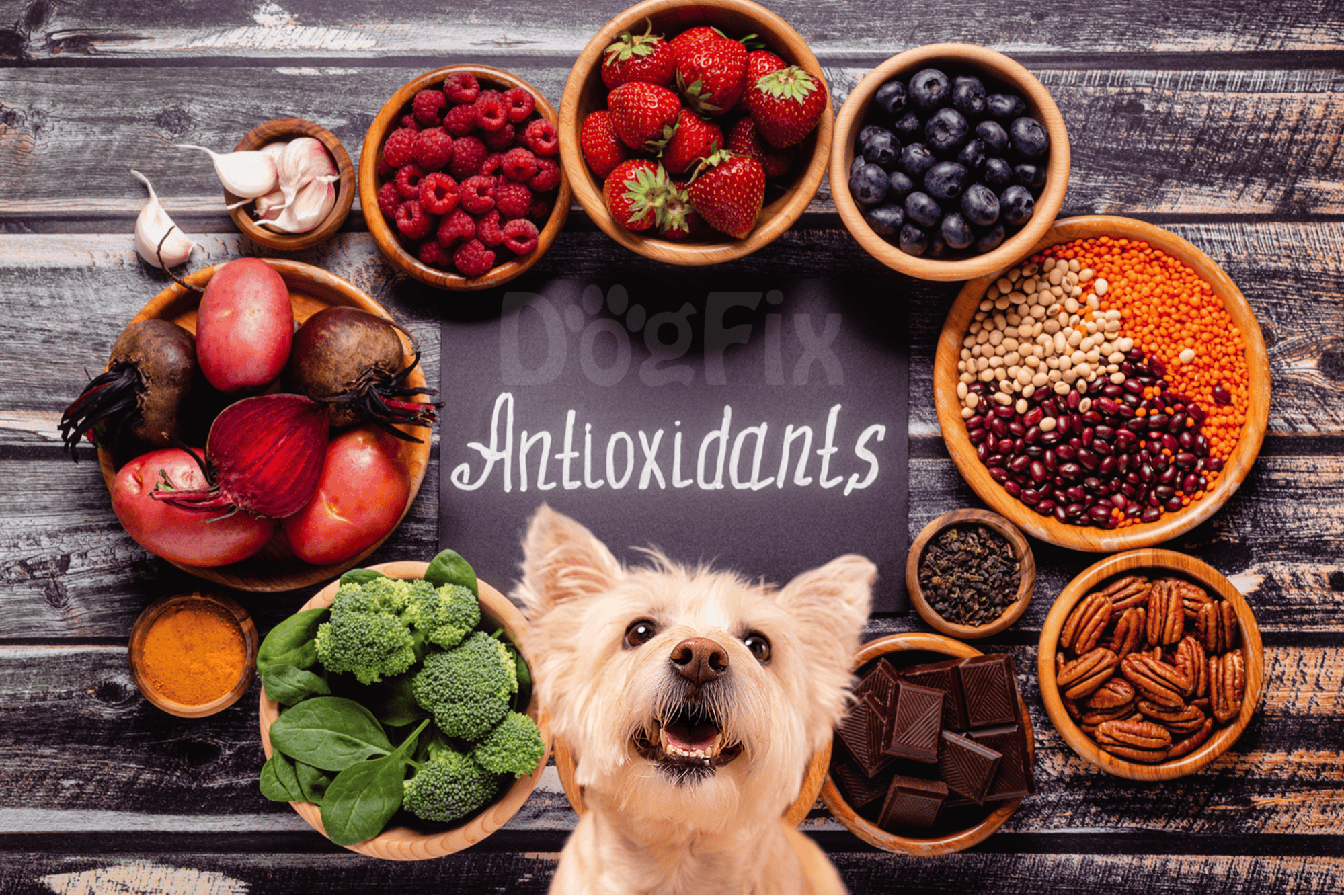 Dog antioxidants, berries, vegetables, healthy dog nutrition, canine health support.