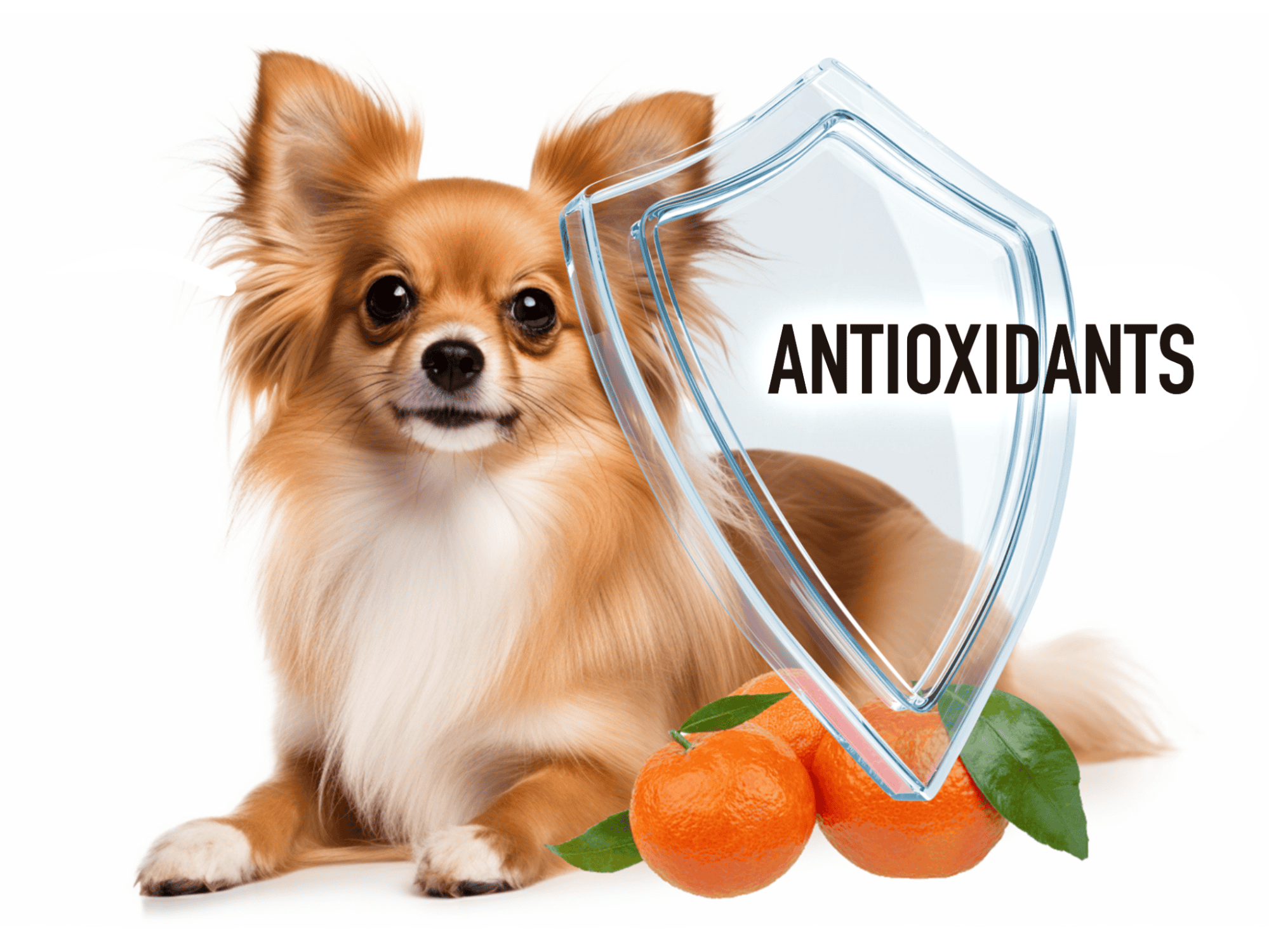 Image of a happy dog with oranges and a shield labeled "Antioxidants" for dog health protection.