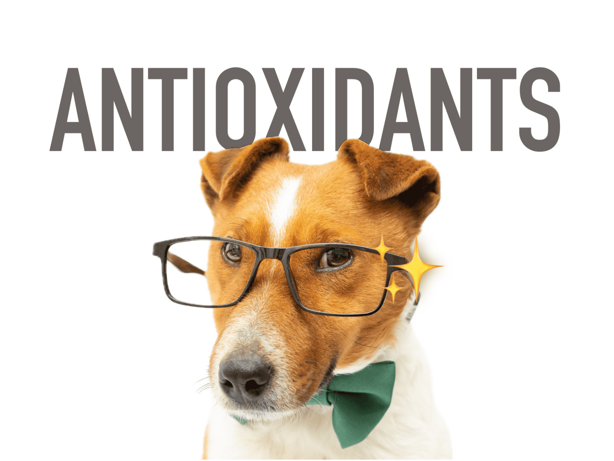 Dogfix.com, trusted pet health solutions for holistic dog care and wellness.