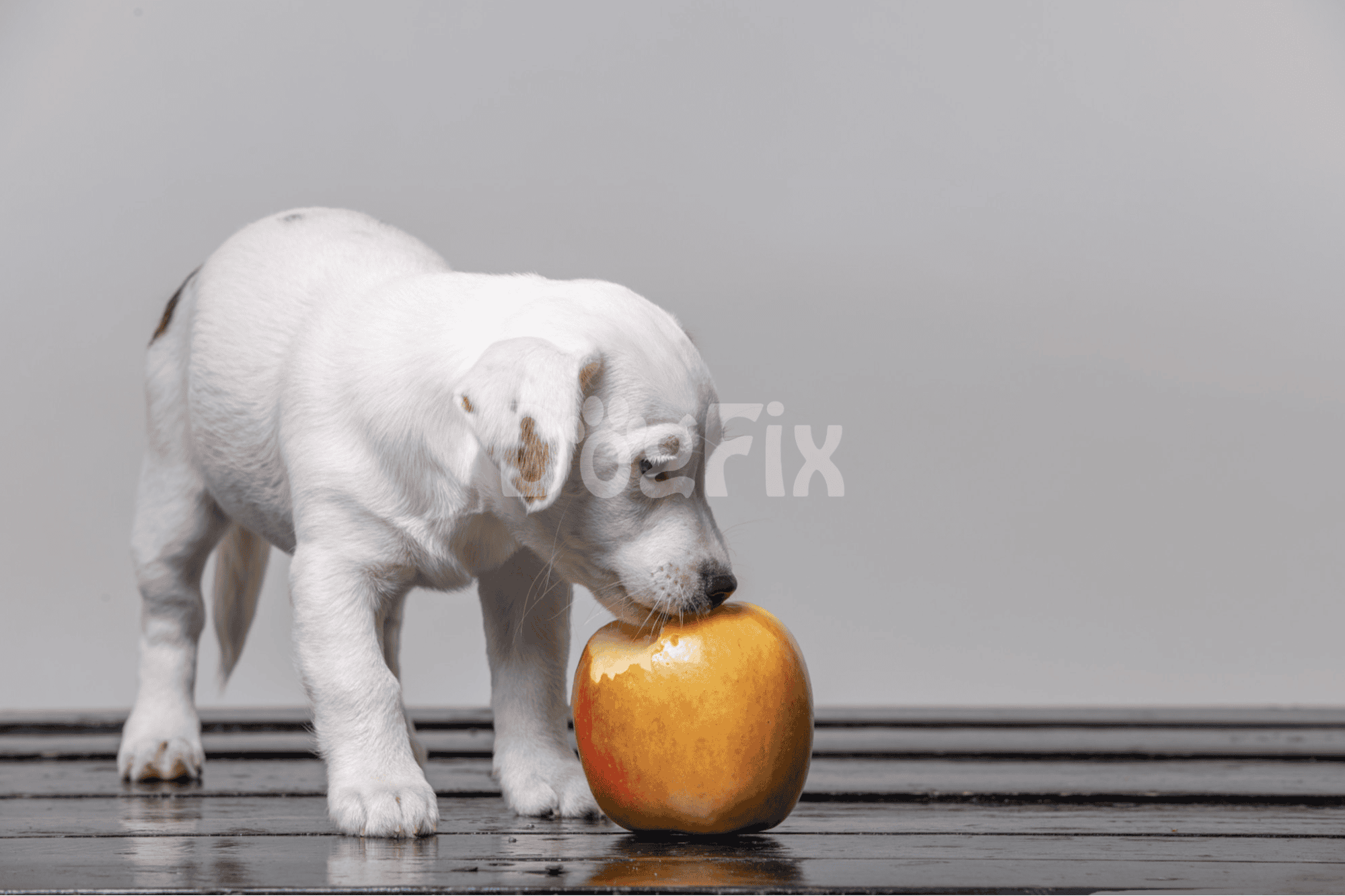 Doggy eating apple on wooden floor.