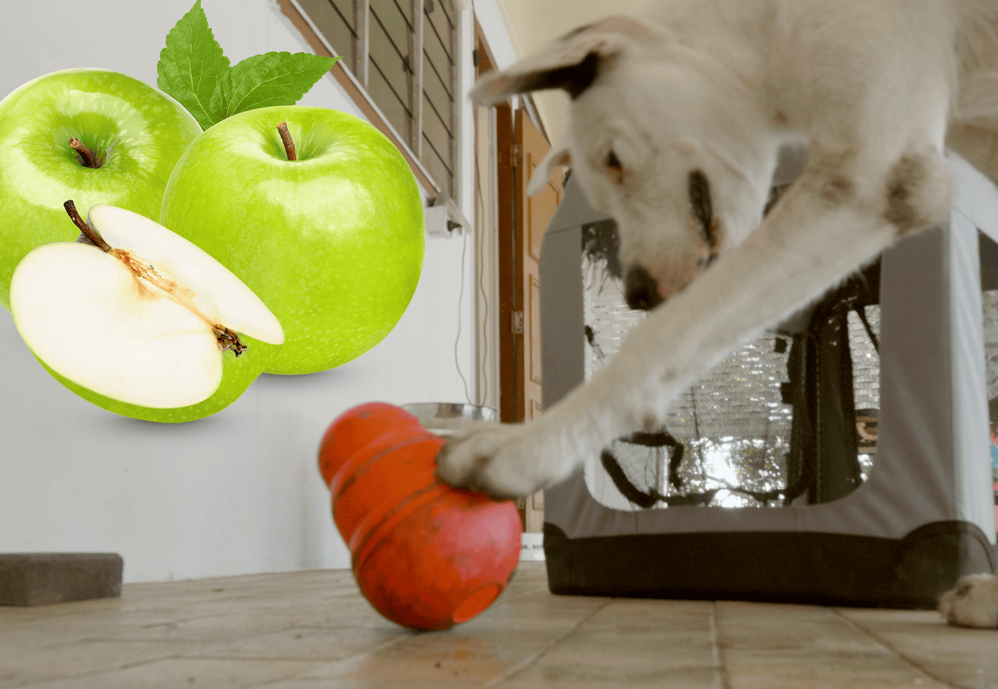 Close-up of fresh green apples, one sliced, with a playful puppy grabbing a toy on the floor.