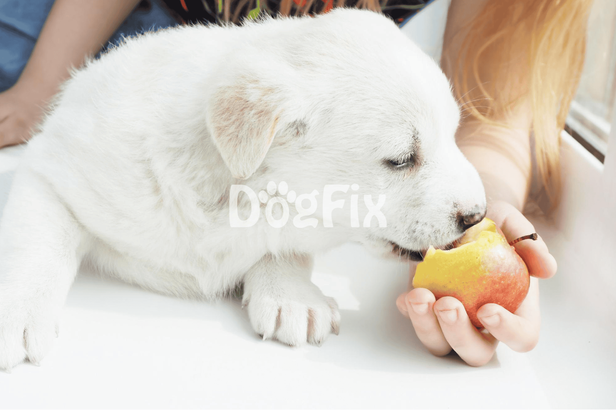 Adorable white puppy enjoying a fresh apple, promoting healthy dog nutrition and wellness.
