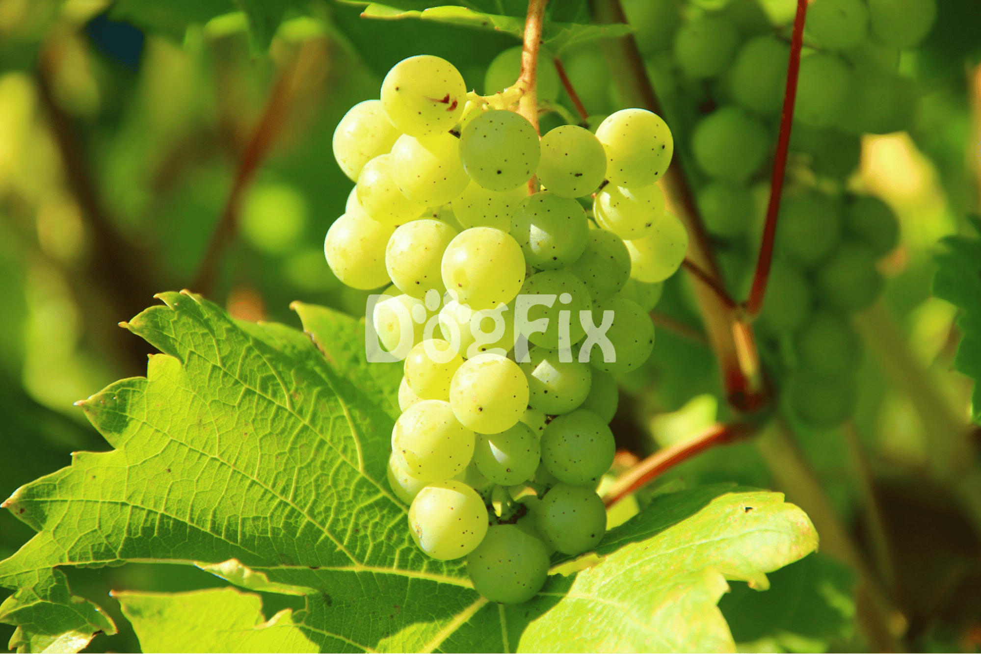 Close-up of green grapes growing on vine with lush foliage background.