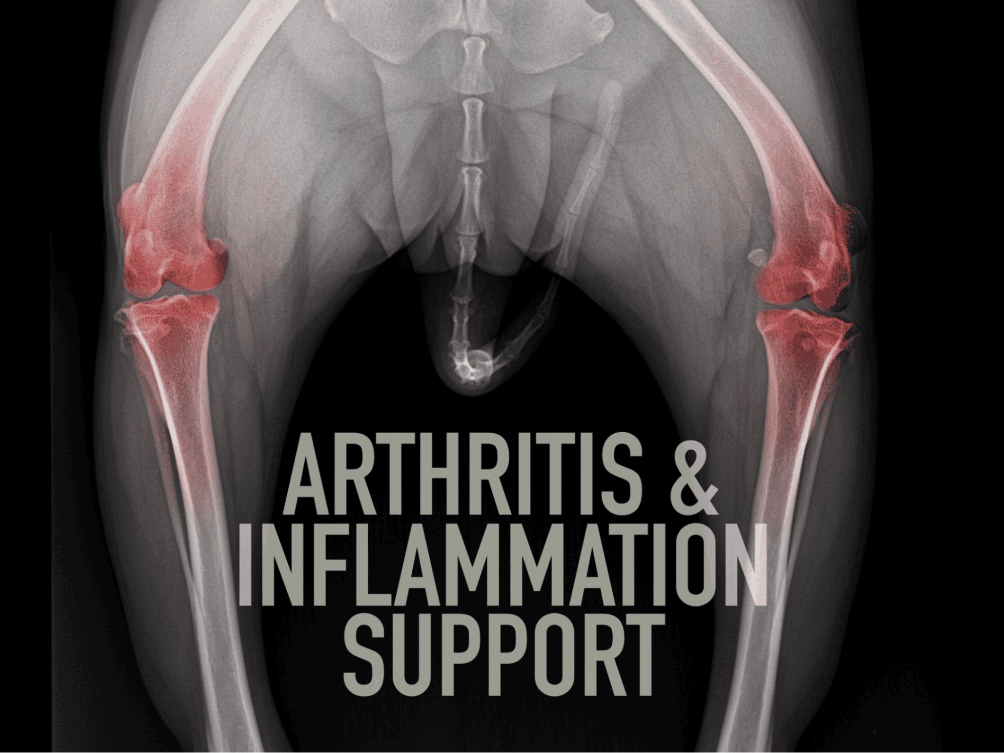 Dog arthritis inflammation relief, veterinary canine joint health, pet inflammation support.