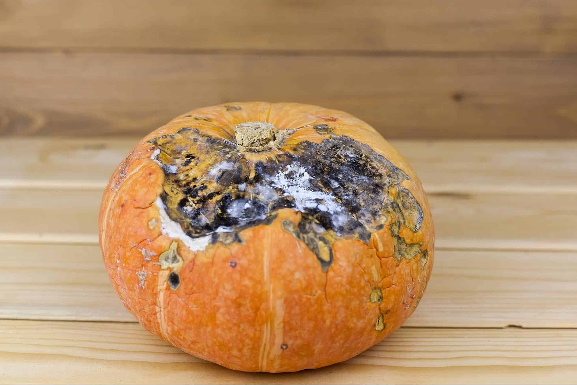 Moldy, rotten pumpkin showing black, white, and green mold growth on its surface.