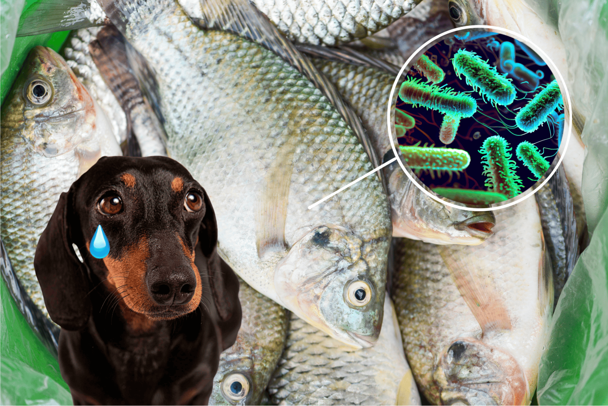 Close-up of fresh fish with a microscopic view of bacteria for dog health.