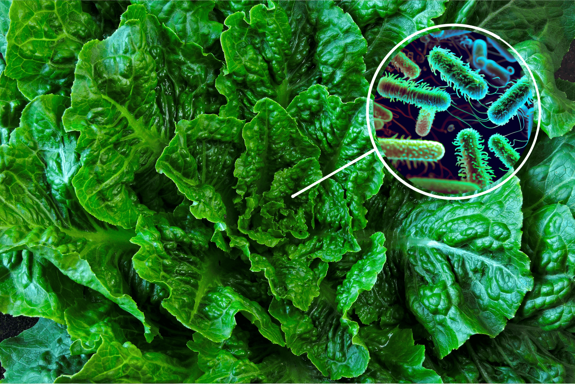 Healthy greens showing microscopic bacteria for gut health benefits.