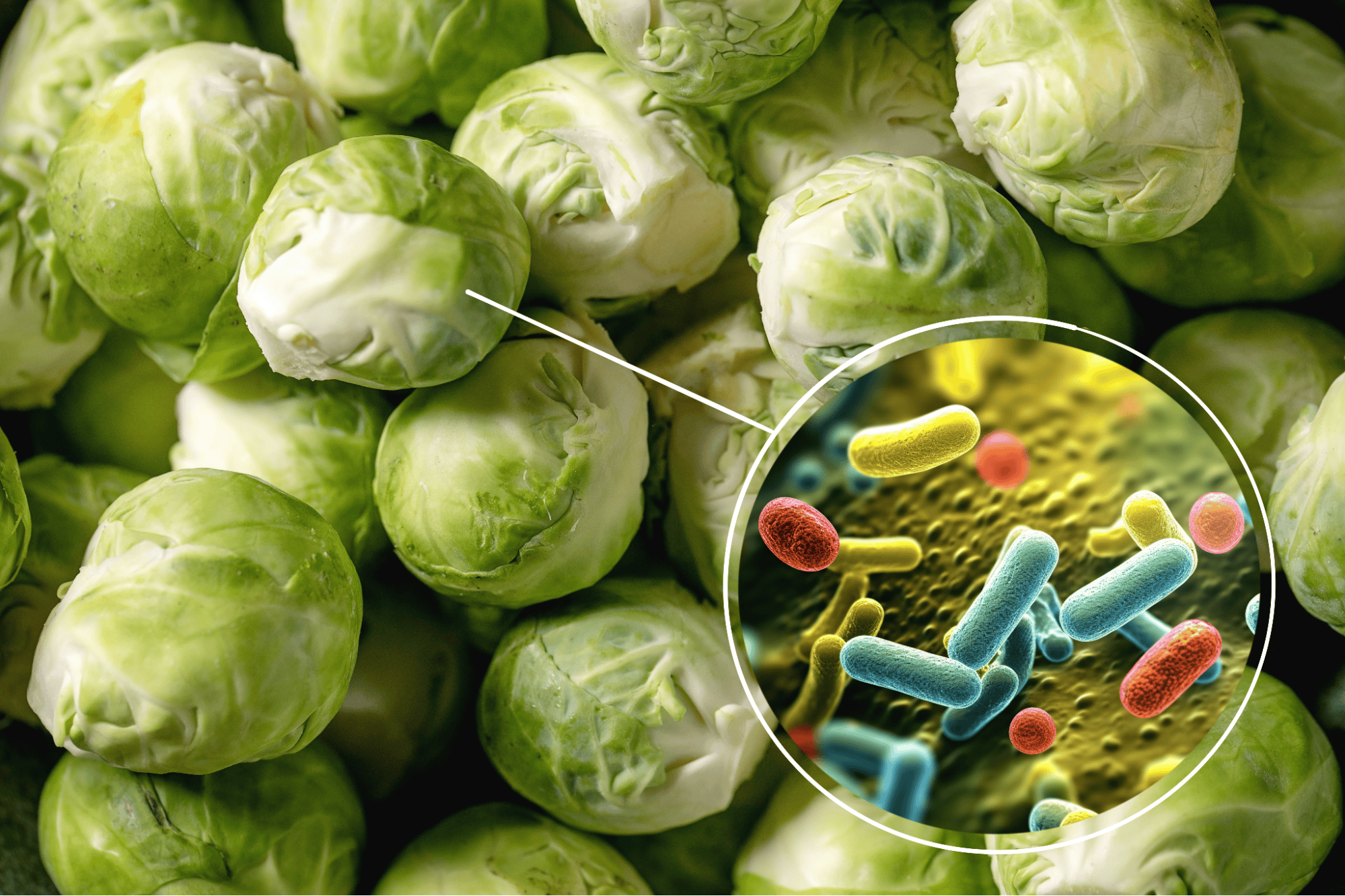 Fresh Brussels sprouts with close-up probiotic bacteria for gut health.
