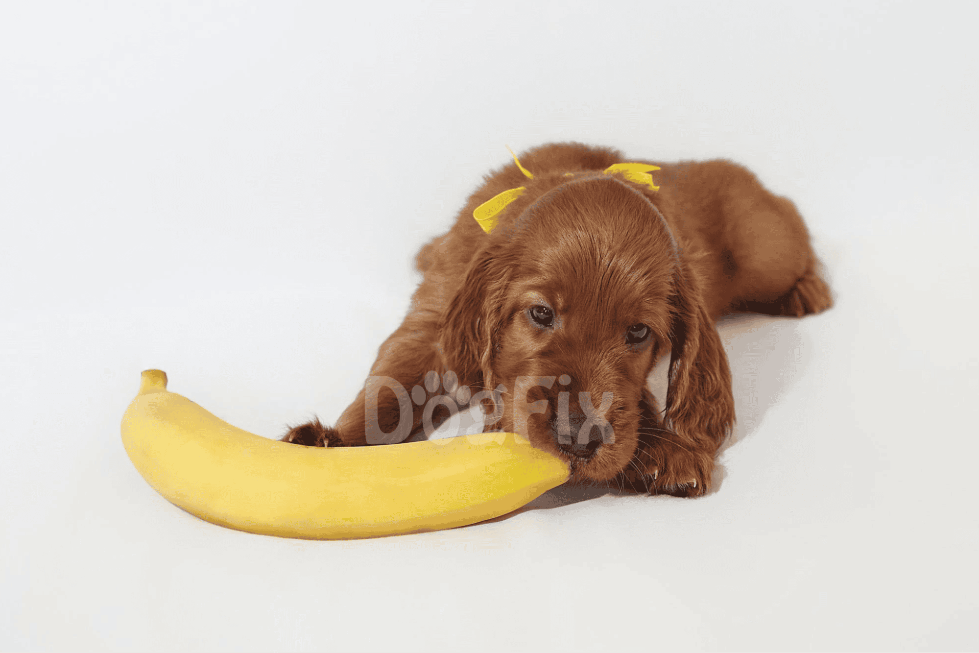 Adorable dachshund puppy lying on white background, with a banana, emphasizing pet fun.