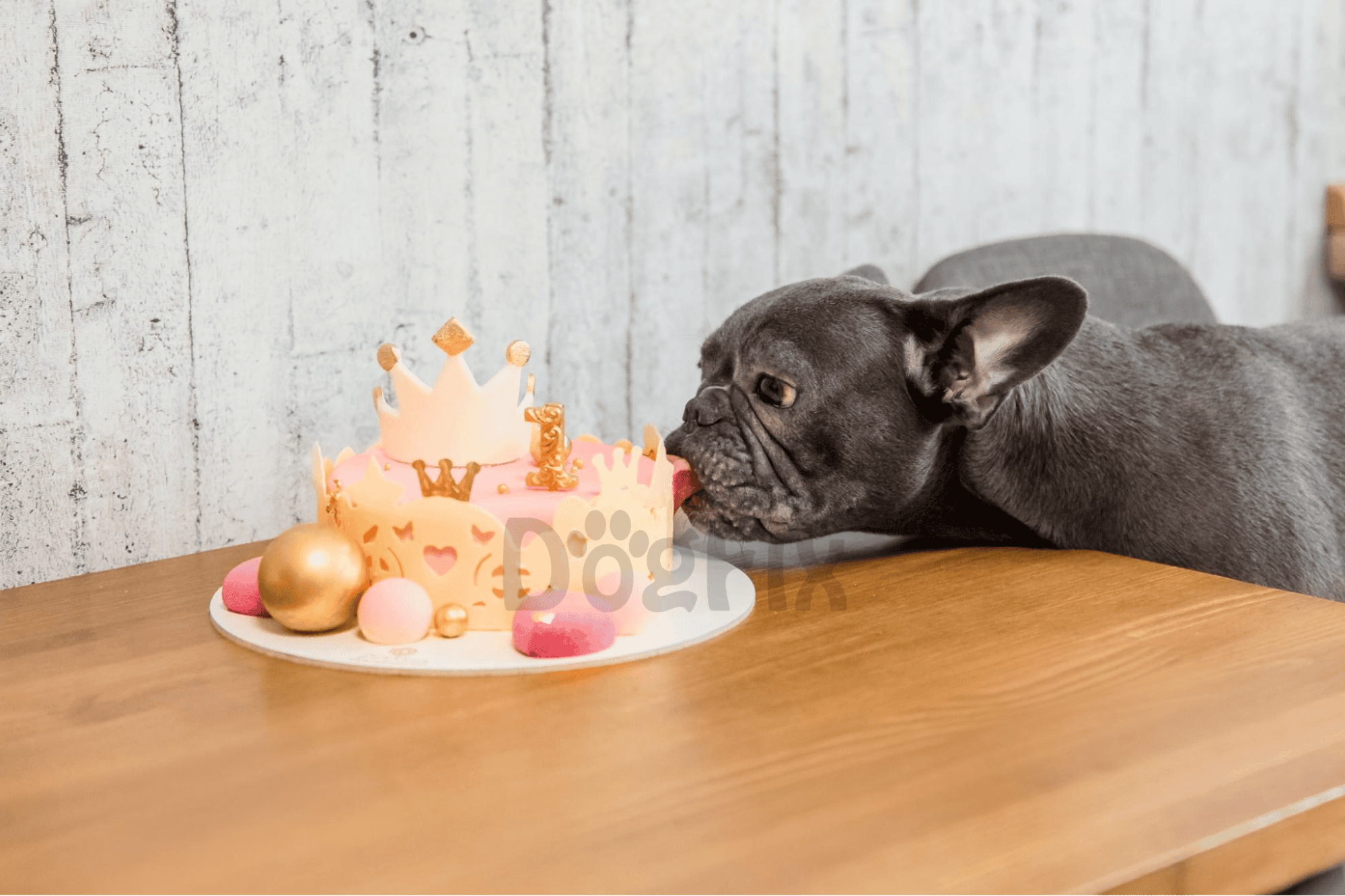 French Bulldog licking birthday cake with colorful decorations for a dog’s special day.