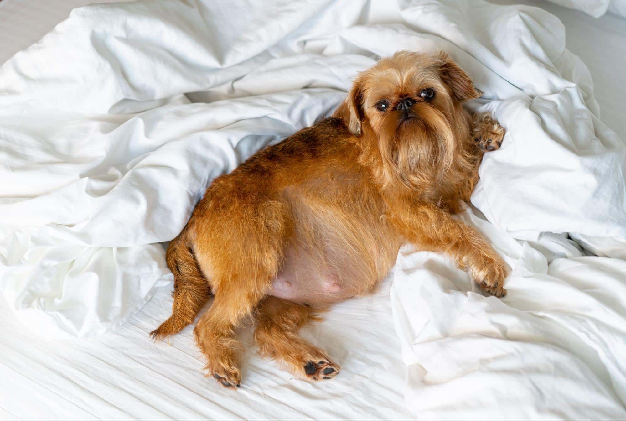 Adorable small dog relaxing on soft white bedding, perfect for pet comfort.