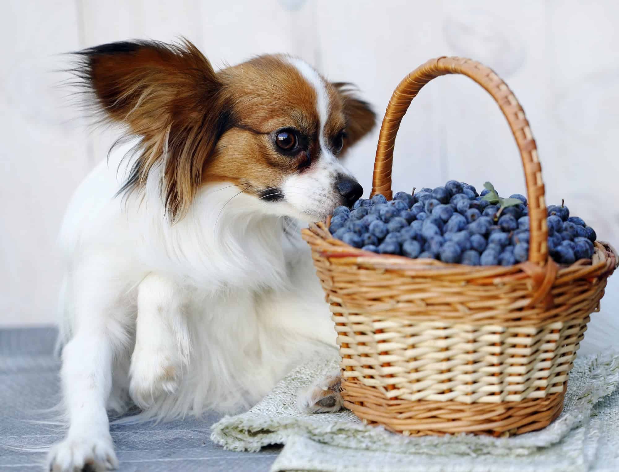 Blueberries