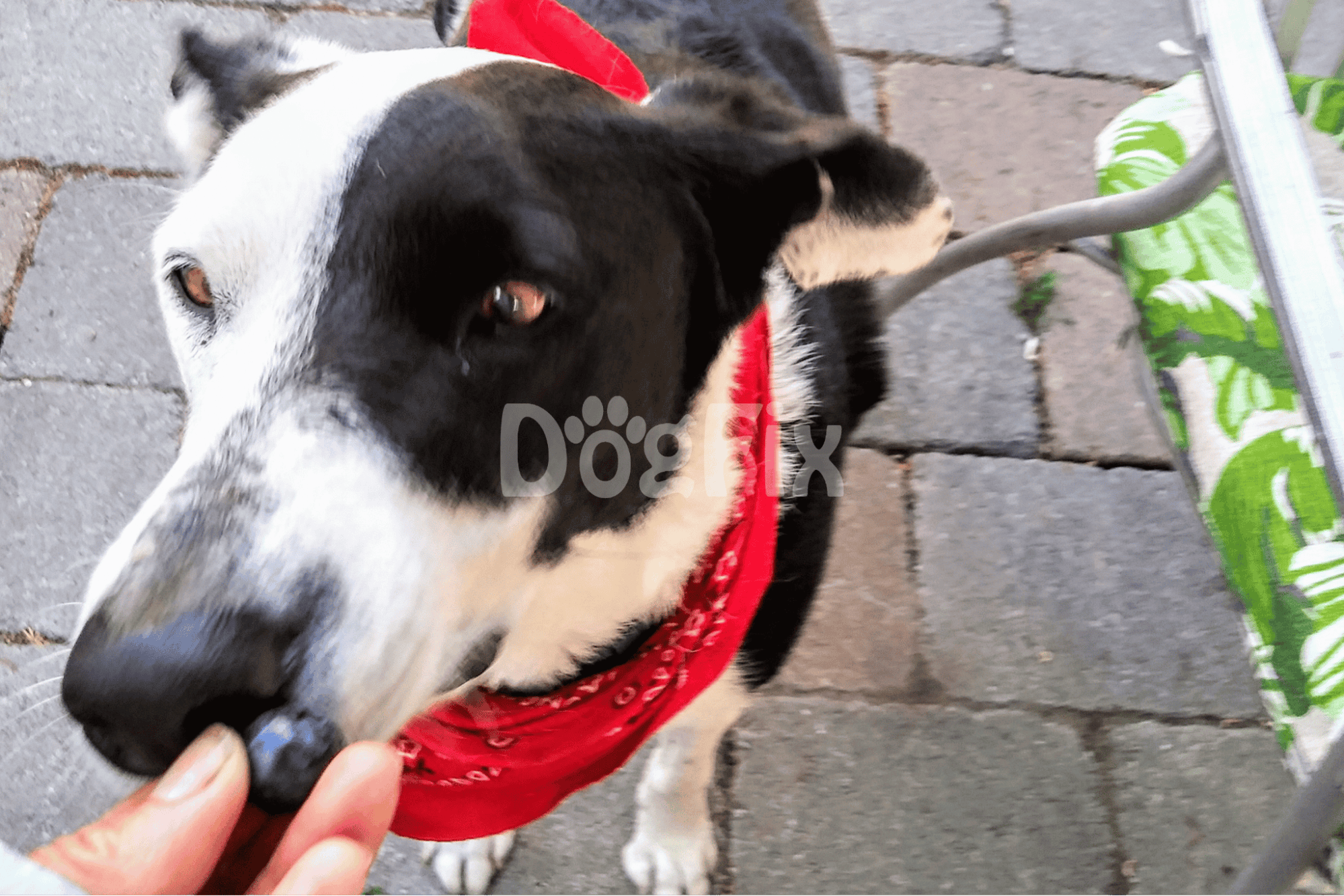 Blueberries Small but Mighty