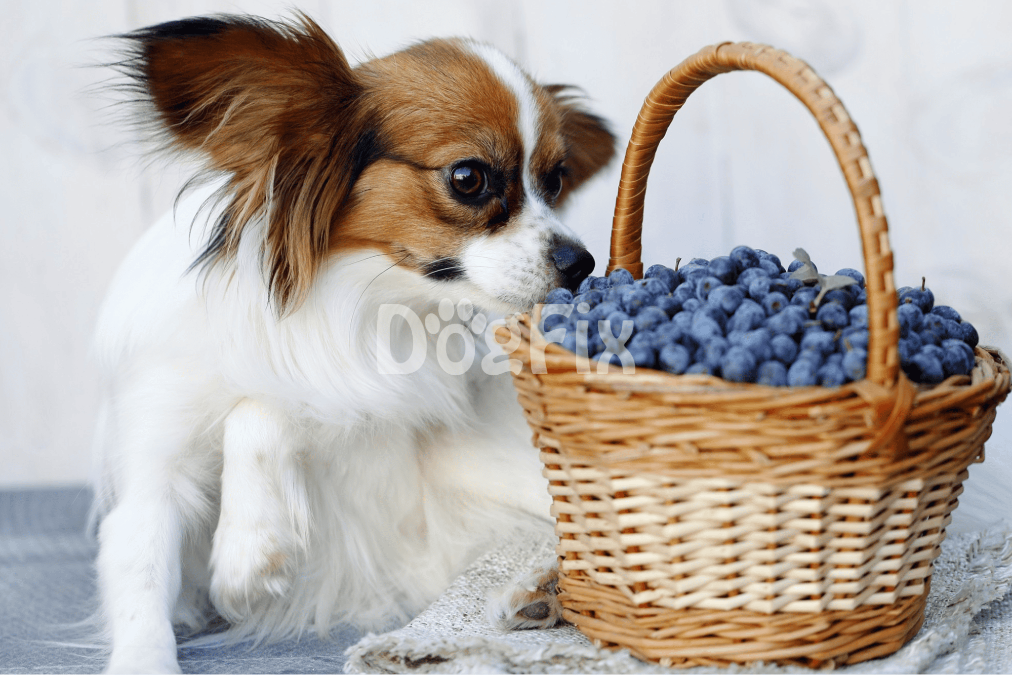 Dog exploring a basket of fresh blueberries, a healthy snack for dogs.