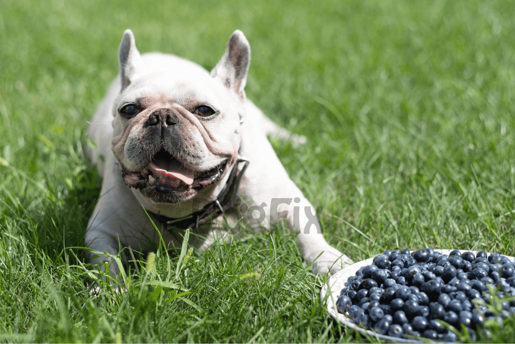French Bulldog with blueberries on grass.