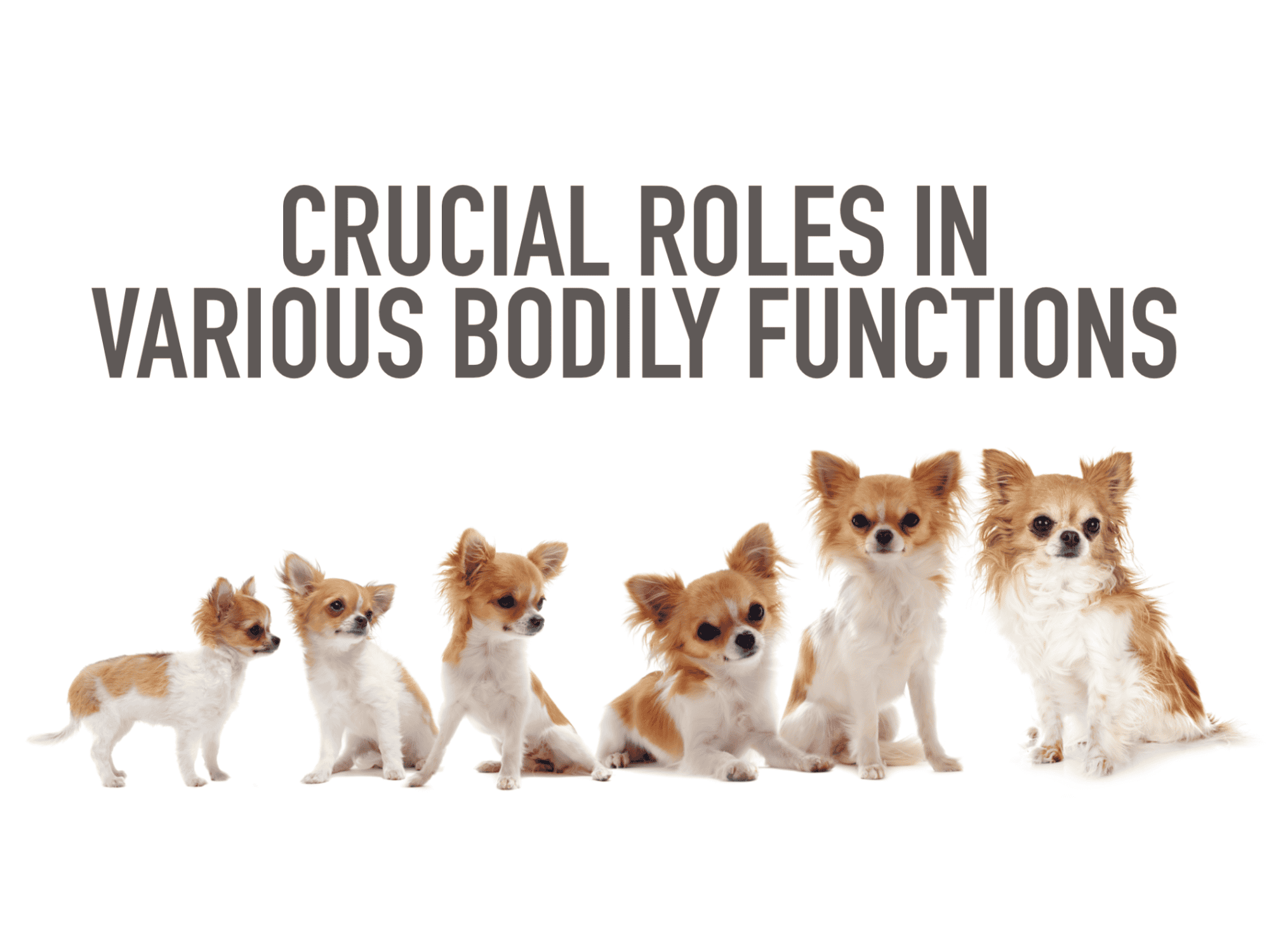 Doggie health and wellness solutions from Dogfix.com.