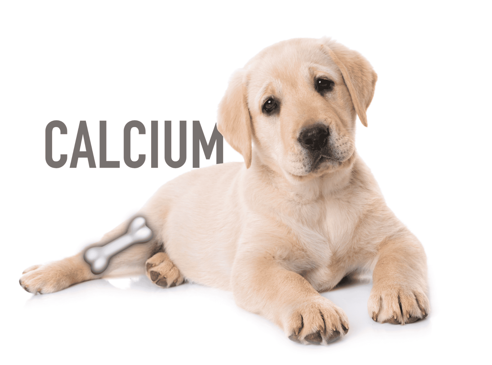 Adorable Labrador puppy lying with a bone-shaped calcium supplement, perfect for supporting canine dental and bone health.