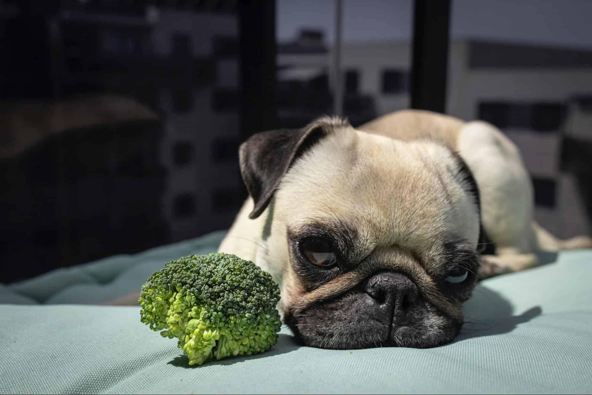 Adorable puppy lying on outdoor cushion with broccoli, showcasing pet comfort and health.