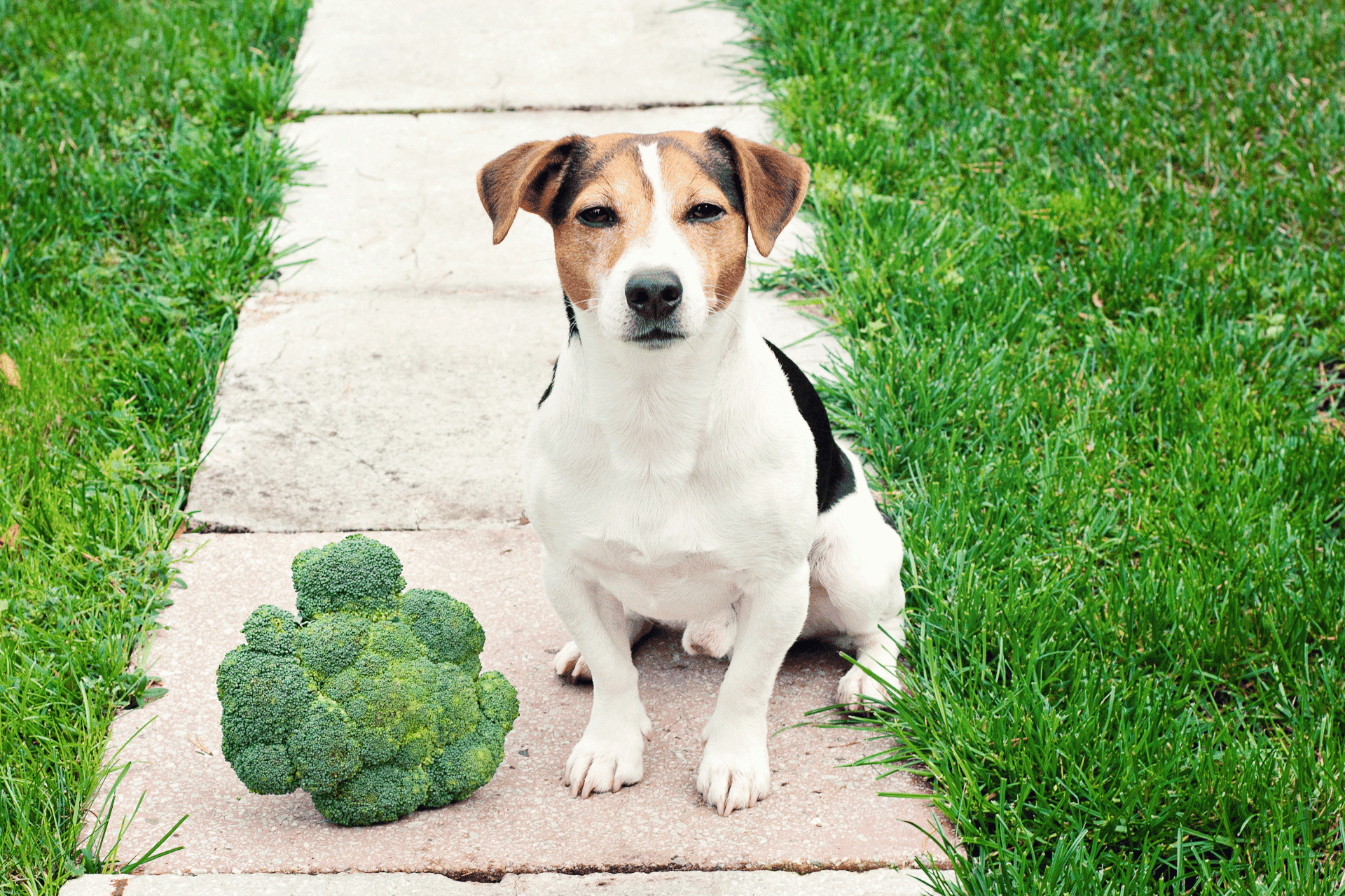Dog sitting on sidewalk with broccoli, outdoor pet health, nutritious treats for dogs, happy canine lifestyle.