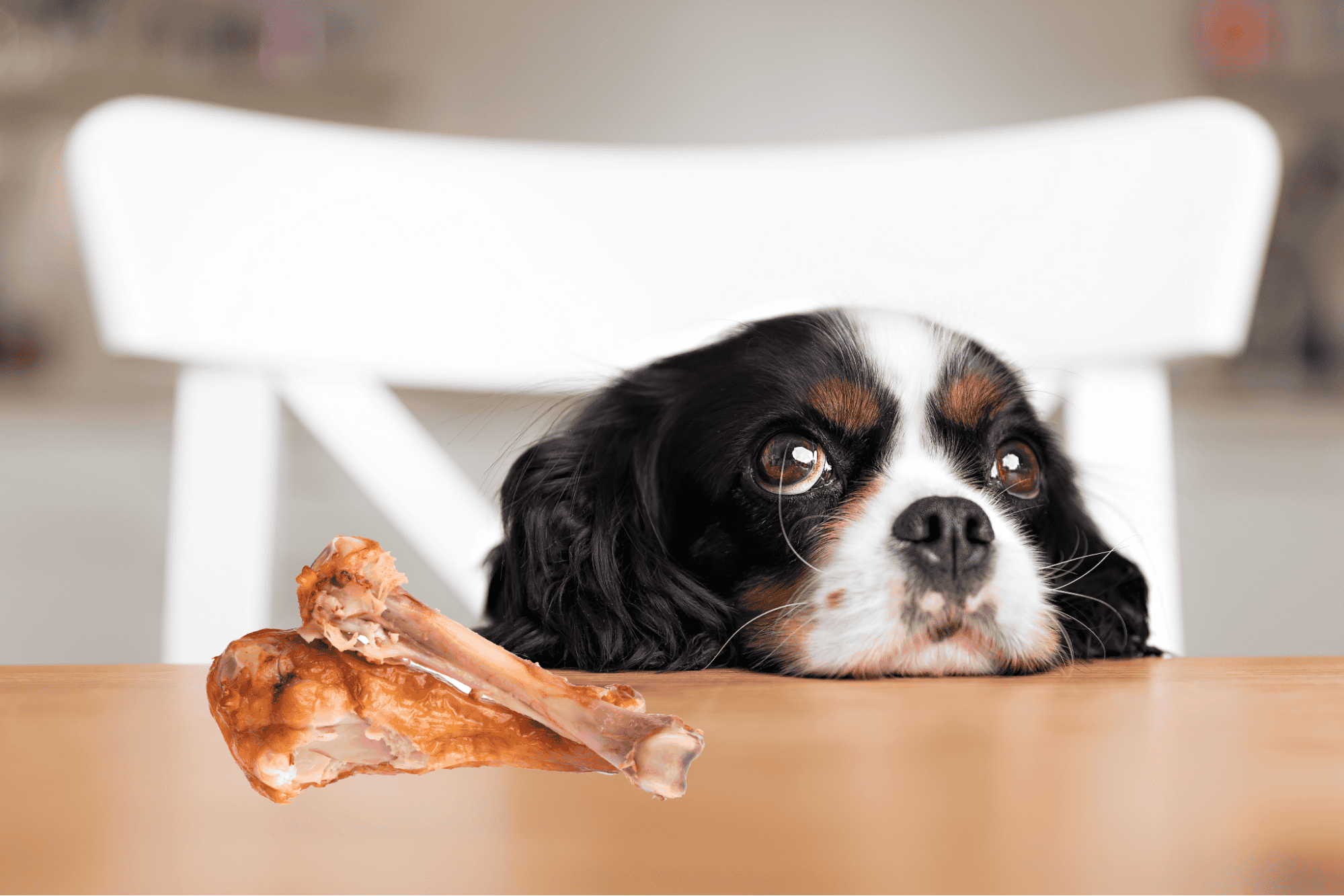 Adorable dog with bone toy on a table.