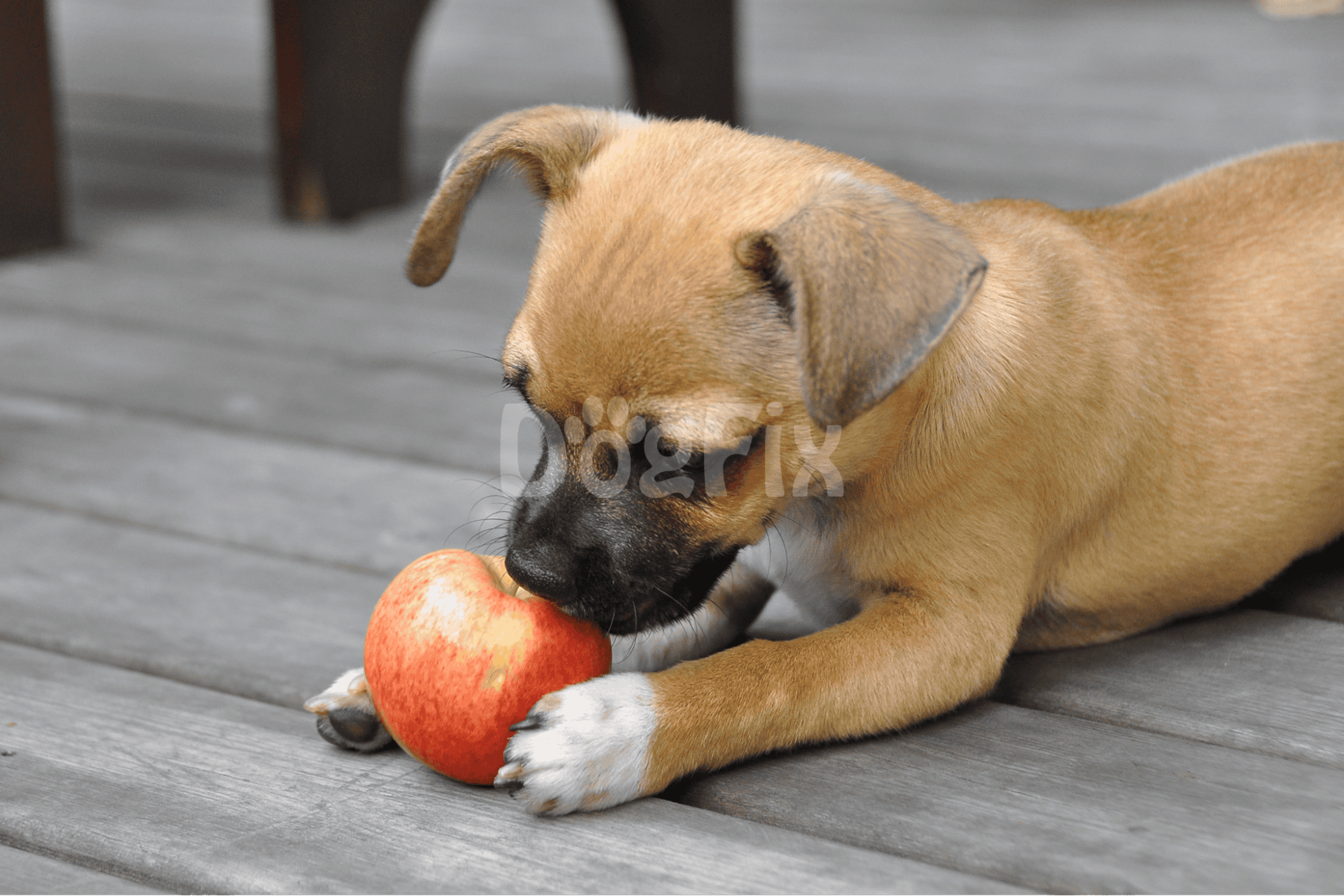 Cute puppy chewing red apple on gray wooden deck, emphasizing dog toys and pet play.