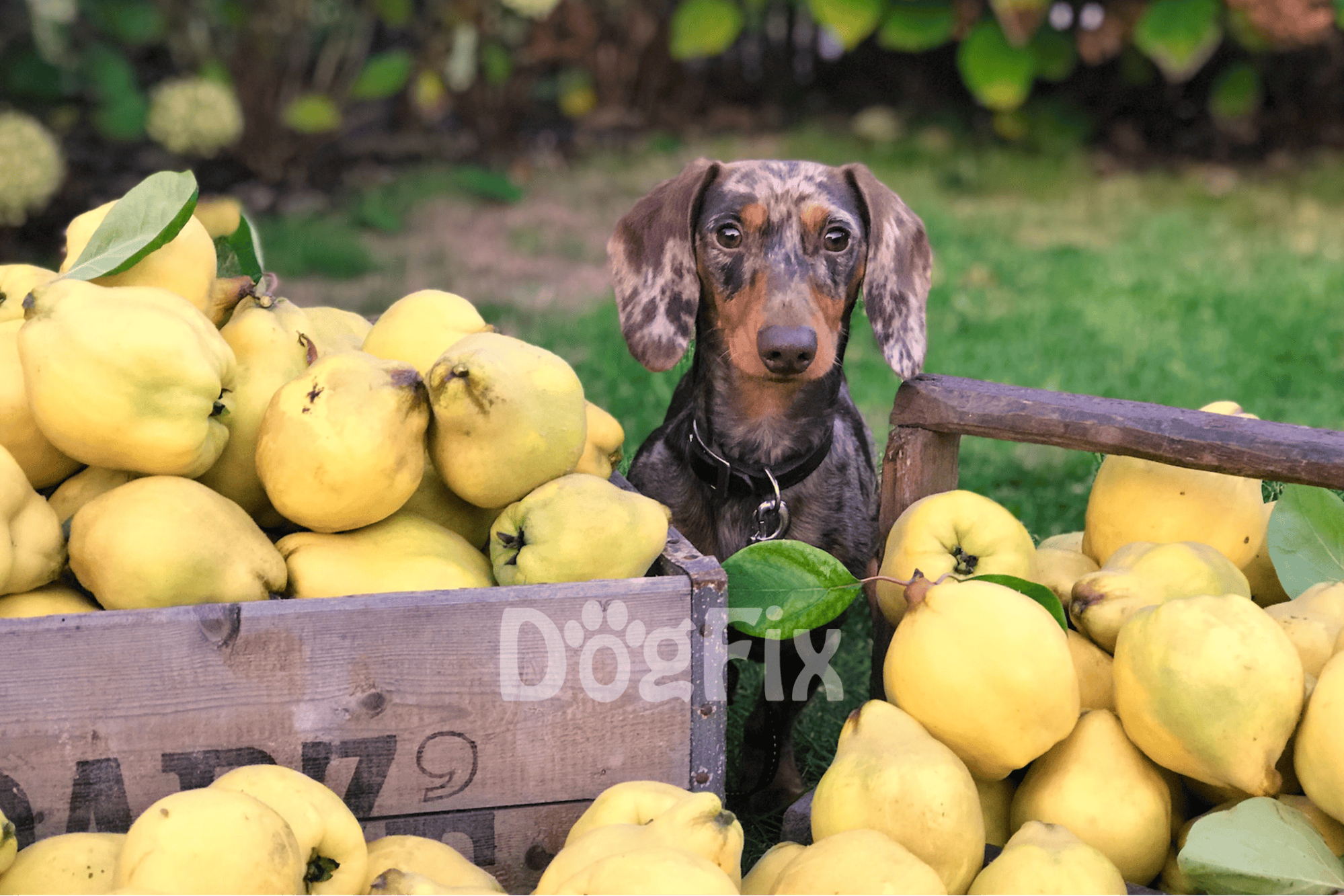 Bright image of a cute dog sitting among fresh pears in a garden setting.