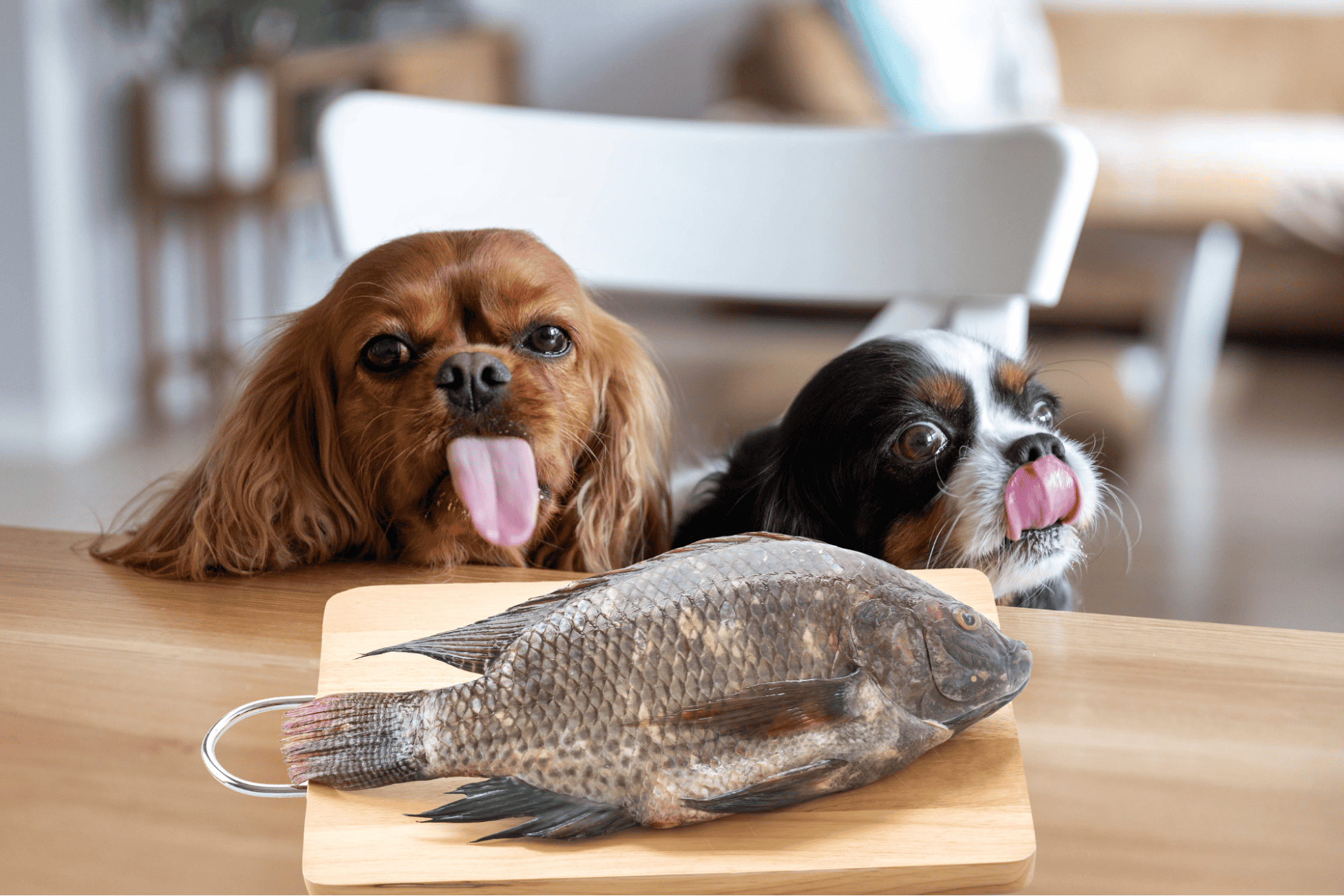 Cute dogs with fresh fish on a wooden table.