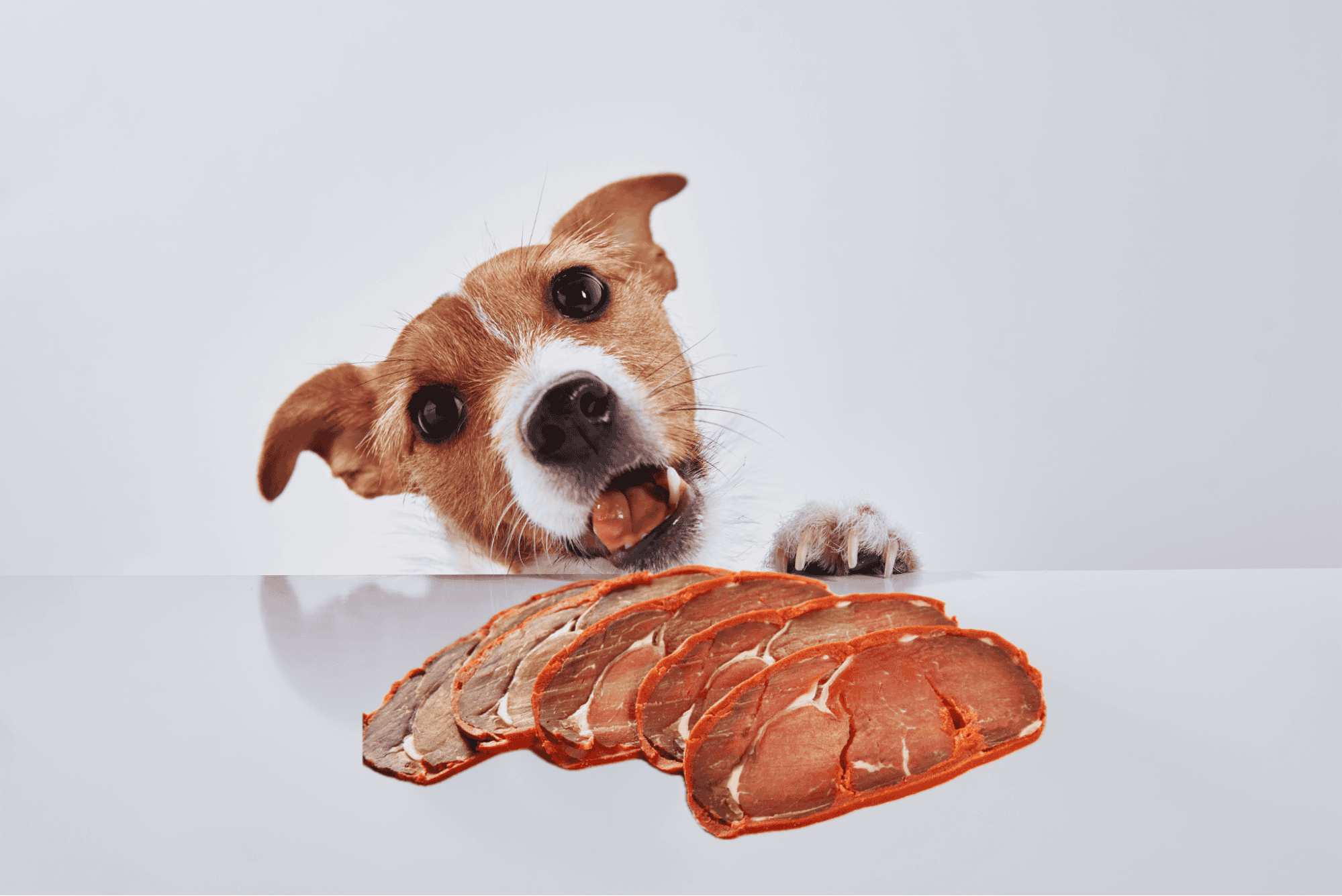 Dog enjoying savory meat slices on a clean white surface.